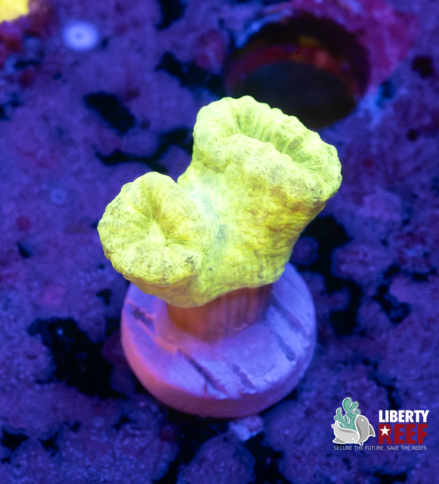 Kryptonite Candy Cane