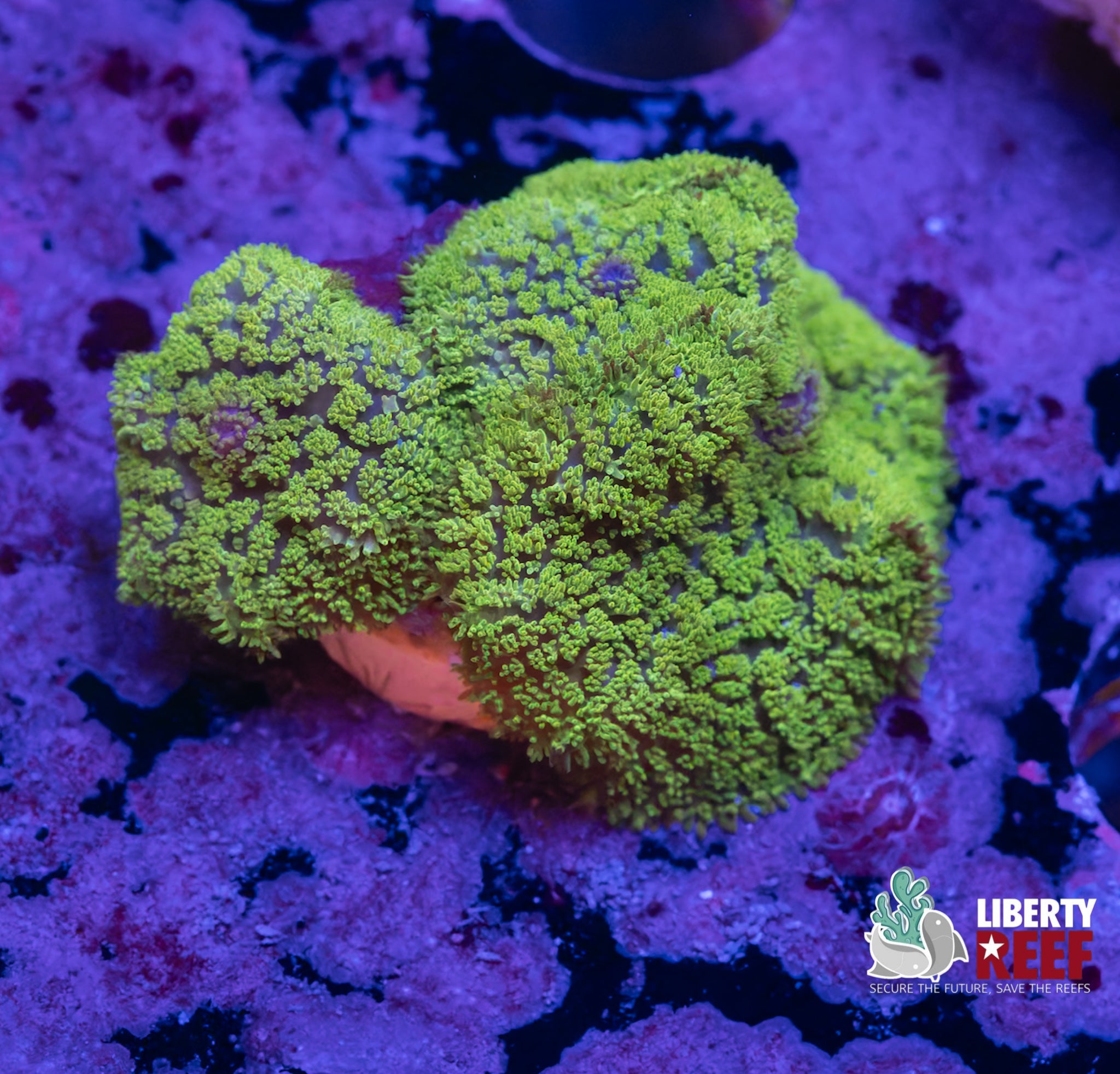 Green Bullseye Mushroom