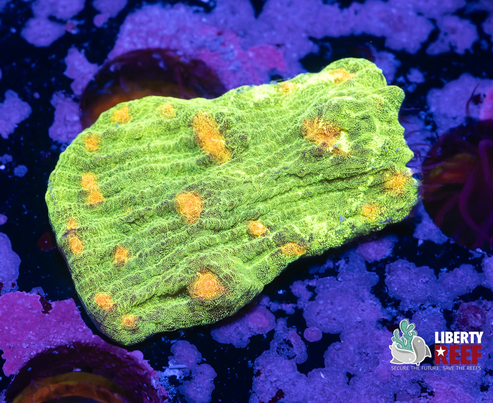 Space Invader Chalise