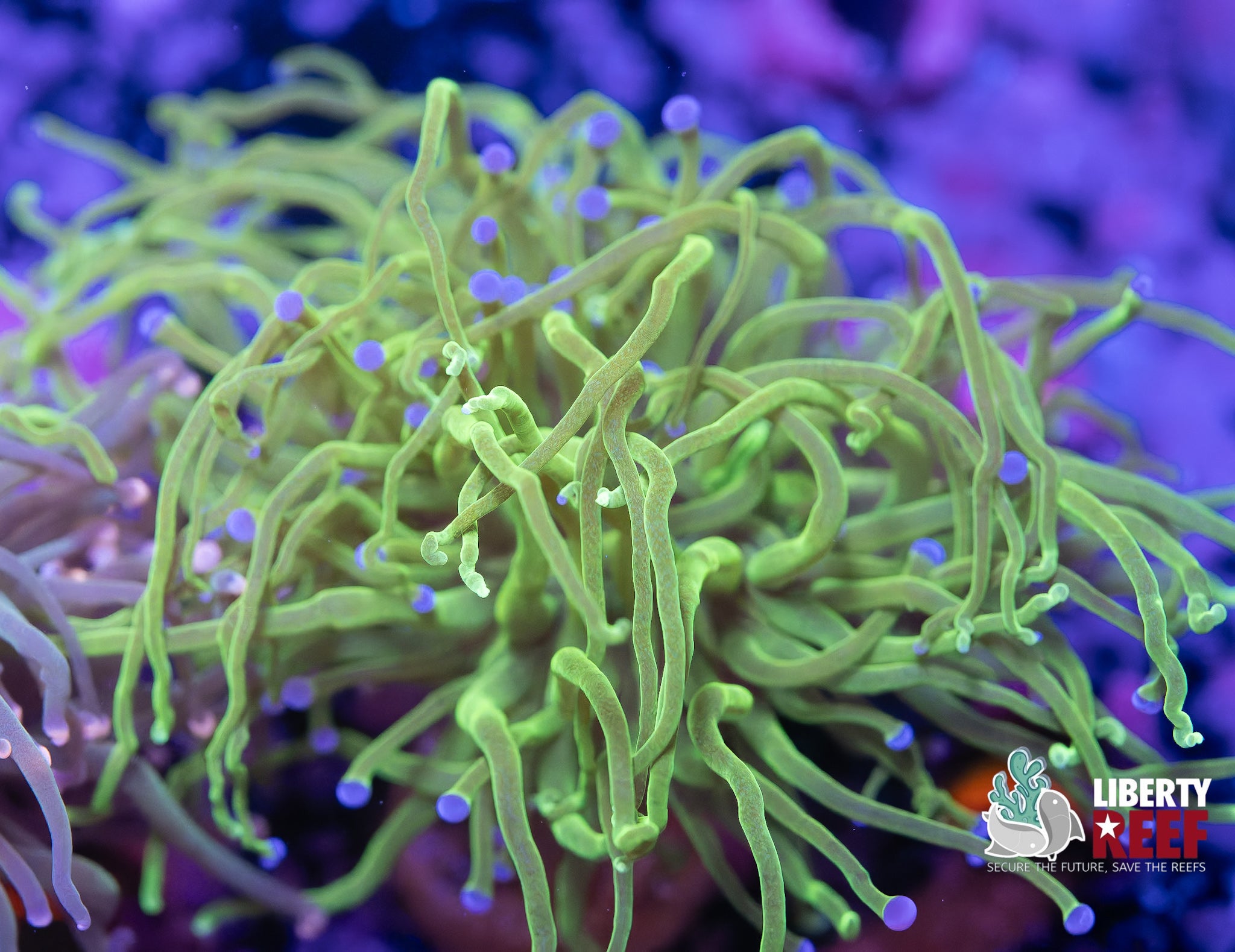 Double Todd’s Torch