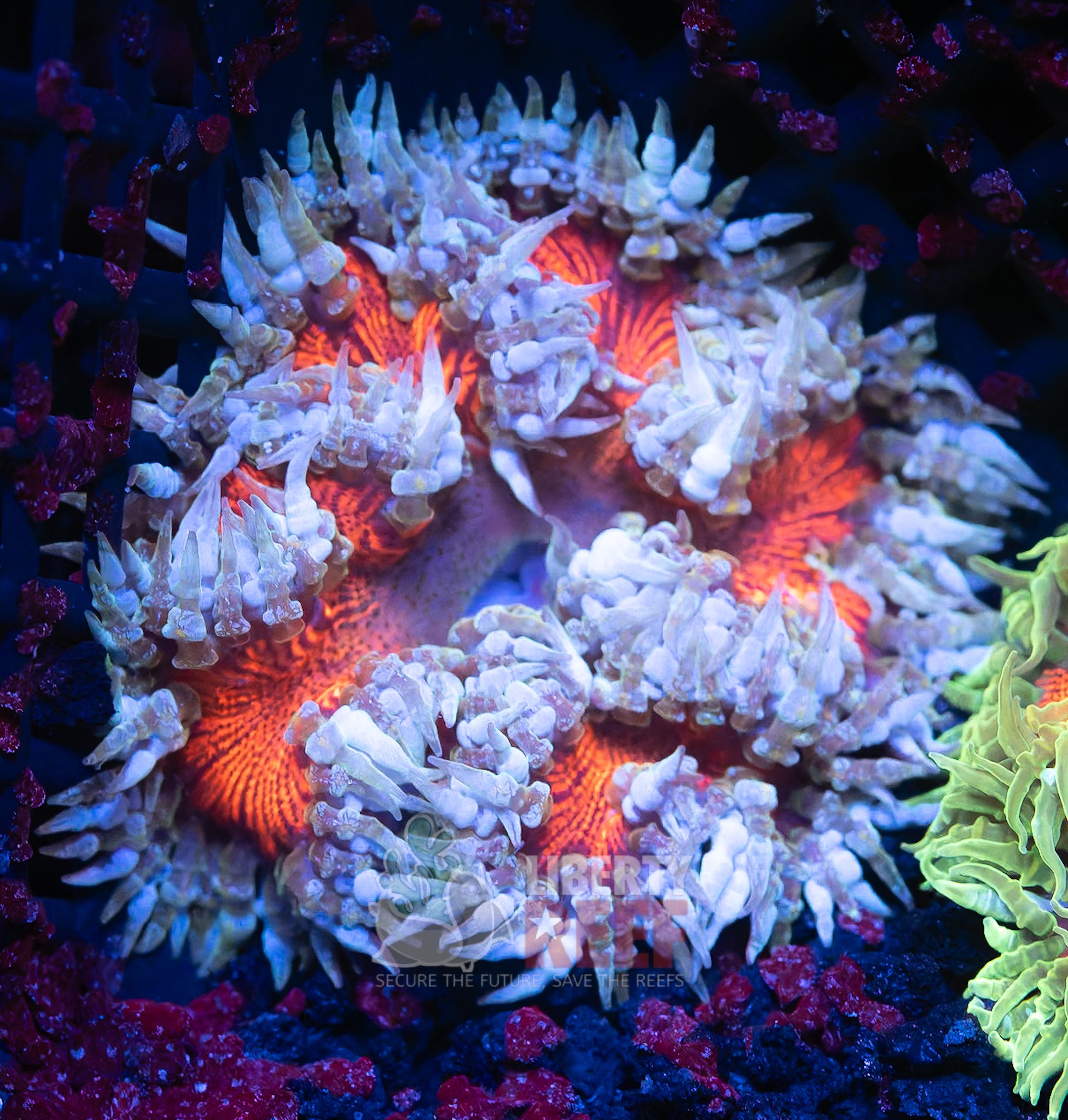 10/25 Online Auction