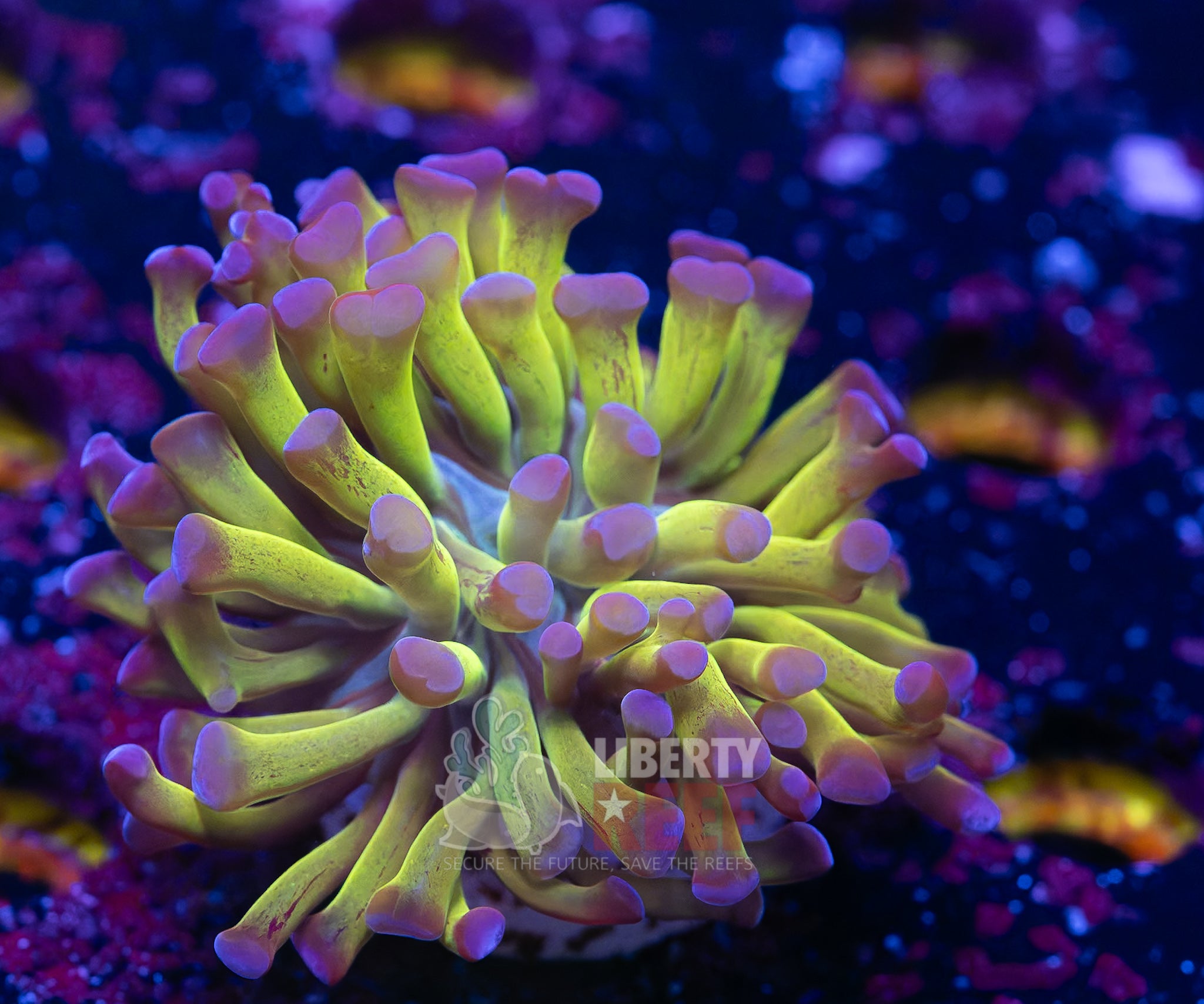 10/25 Online Auction