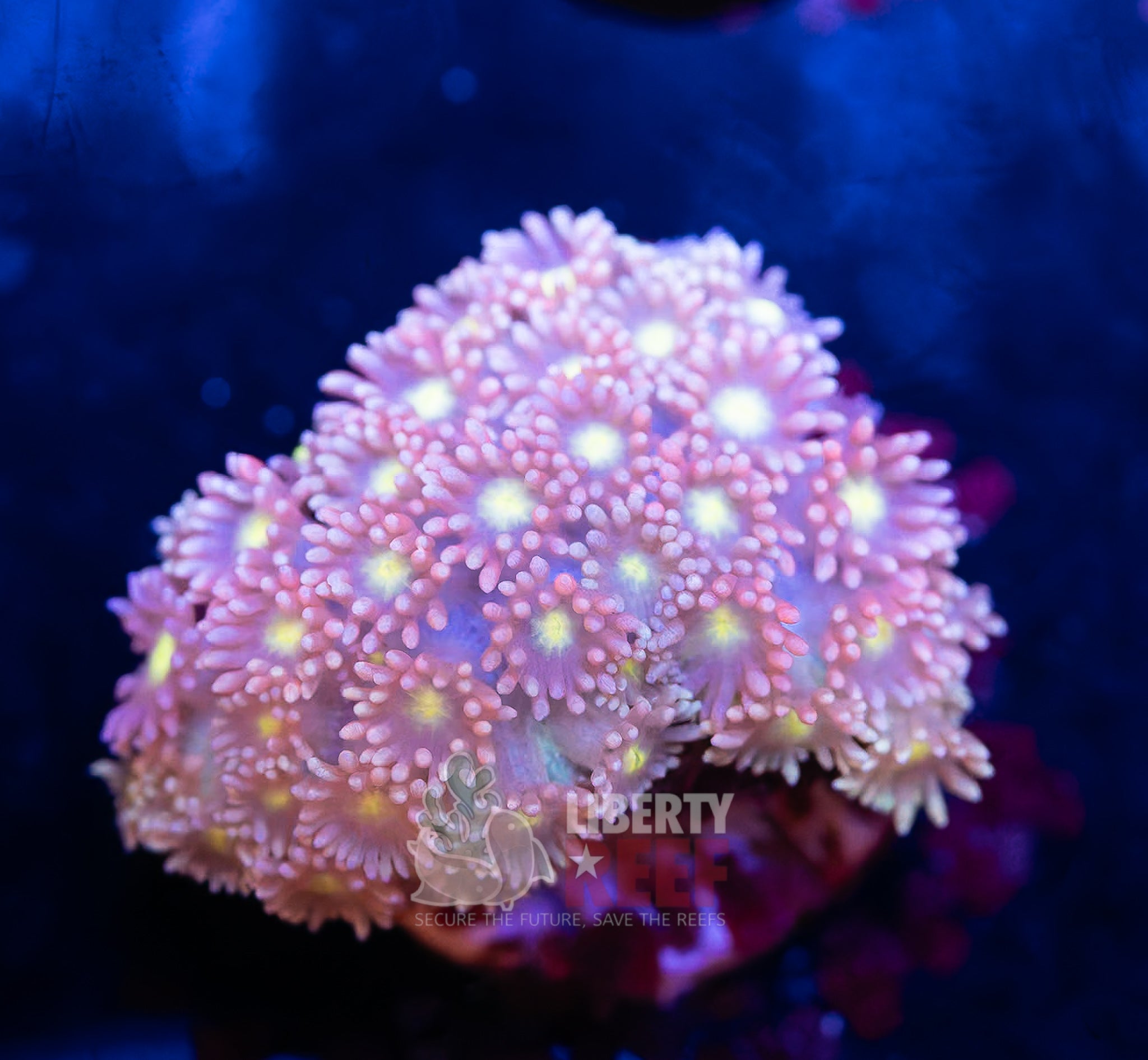 10/25 Online Auction