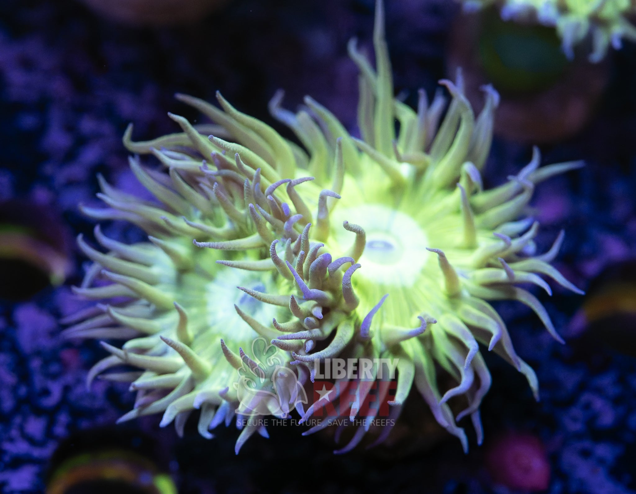 10/25 Online Auction