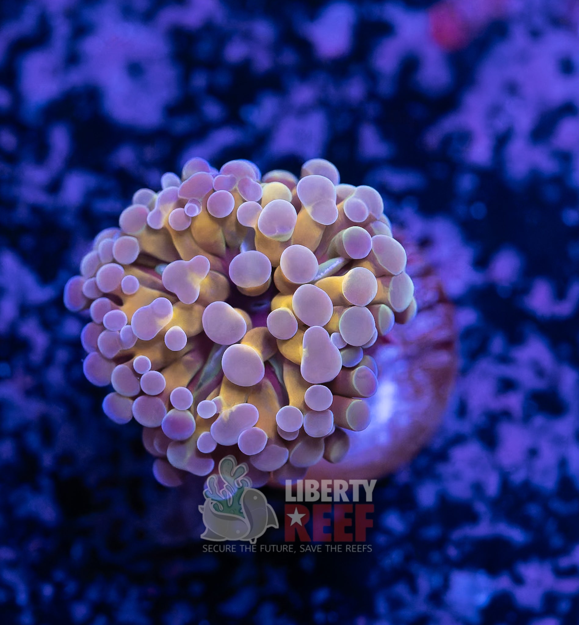 10/25 Online Auction