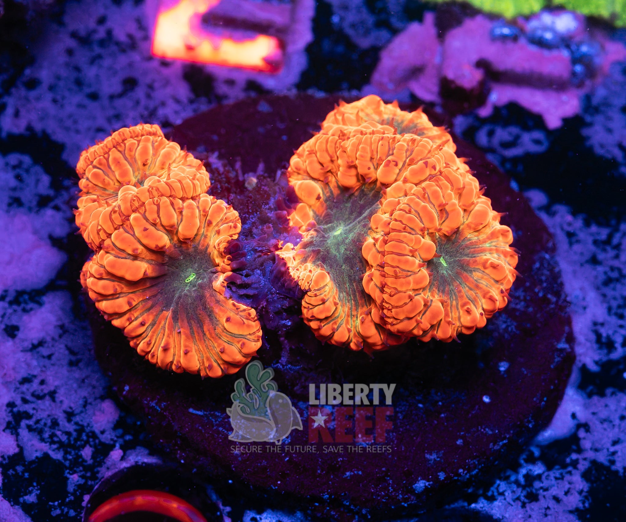 10/25 Online Auction