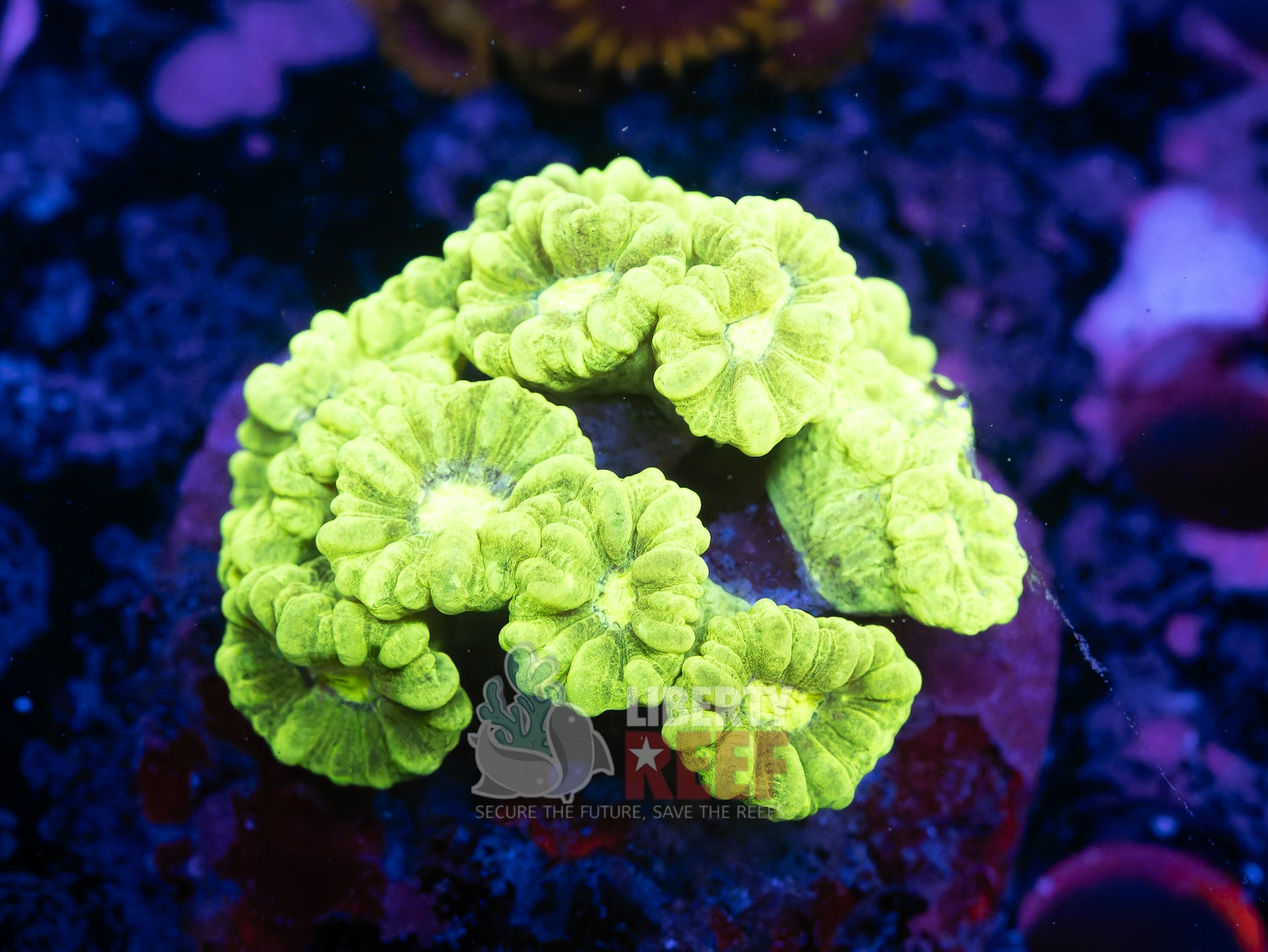 10/25 Online Auction