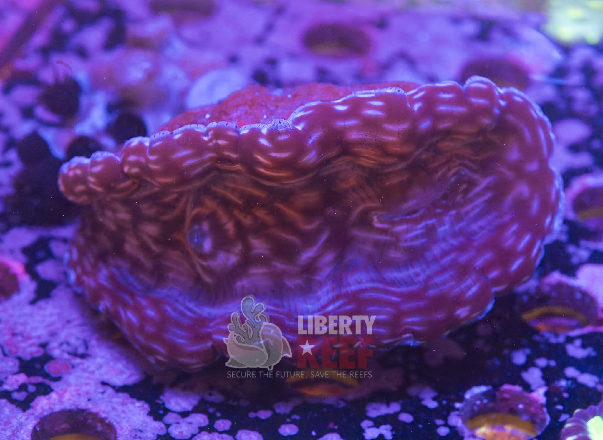 10/25 Online Auction