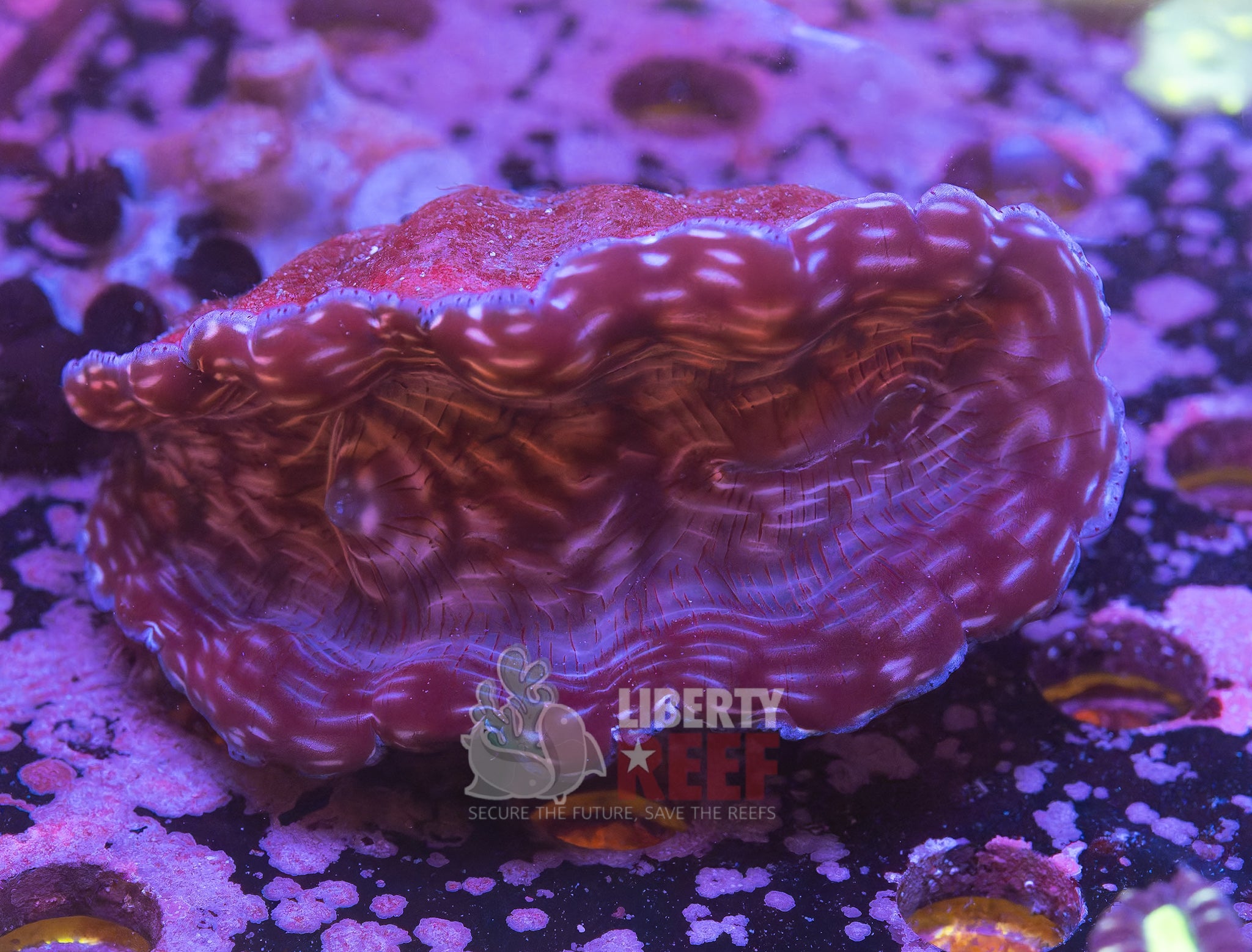 Biota Deresa Clam