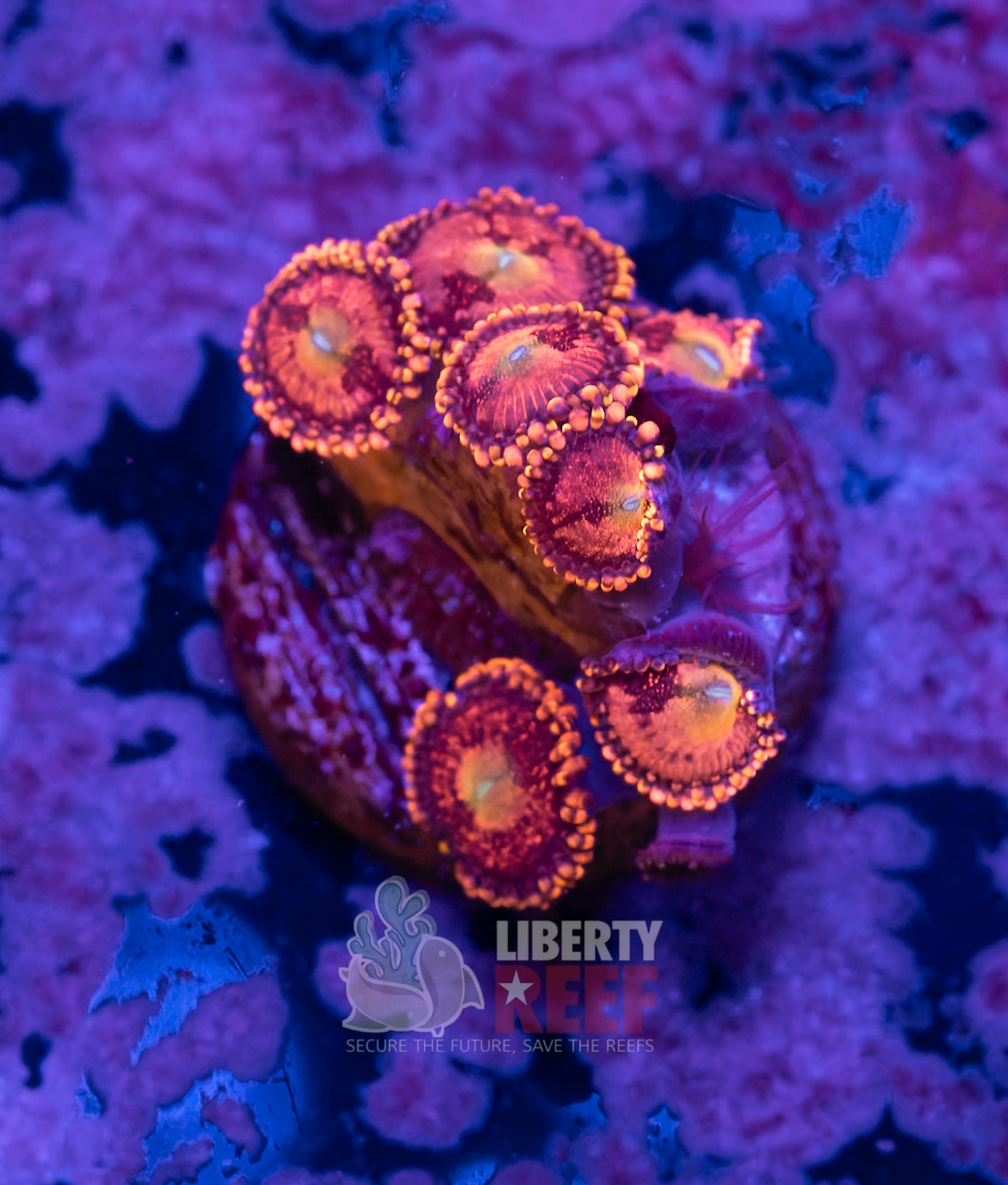 10/25 Online Auction