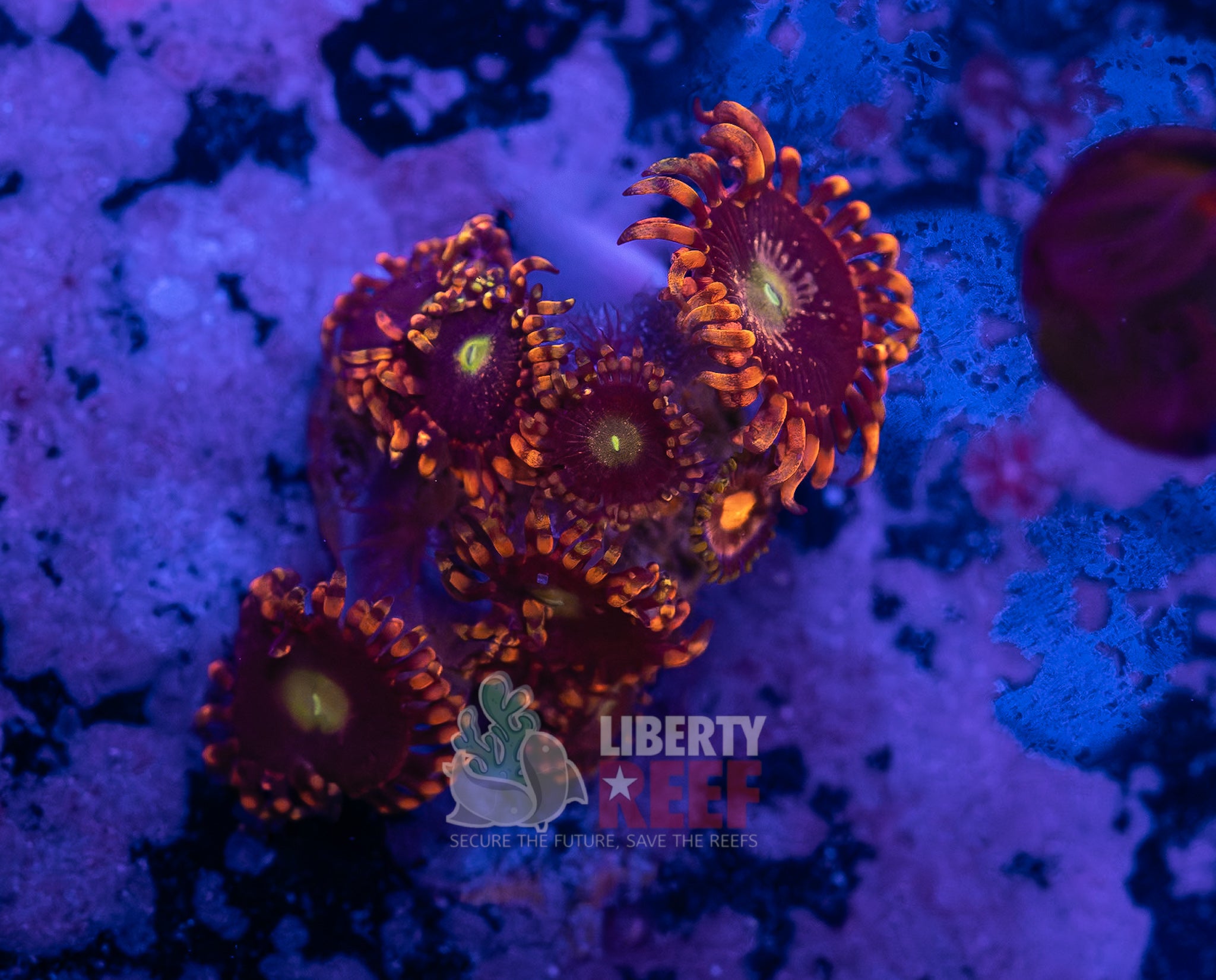 Big R Bozo Circus Zoas