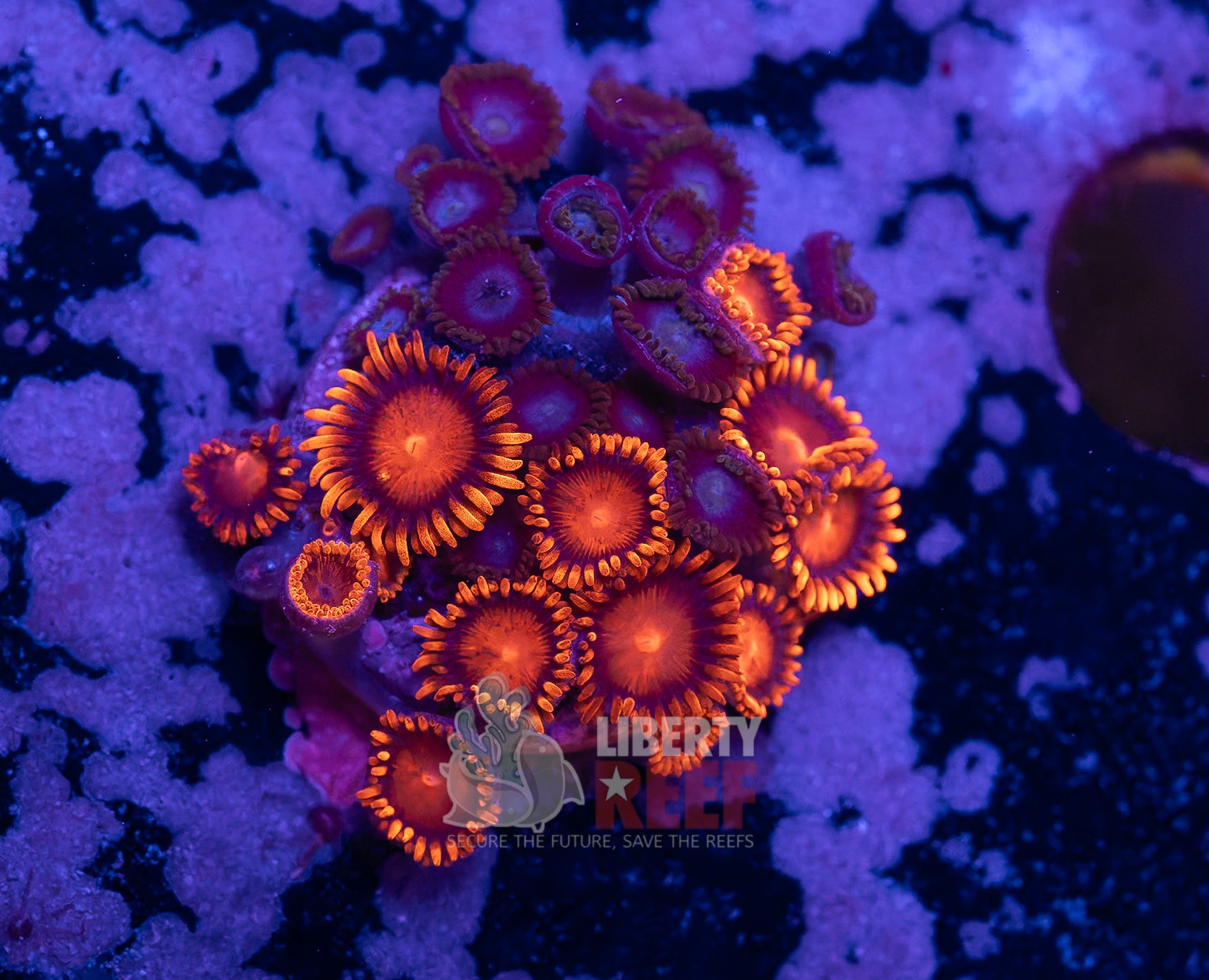 Bam Bam / Cookie Monster Combo Zoas
