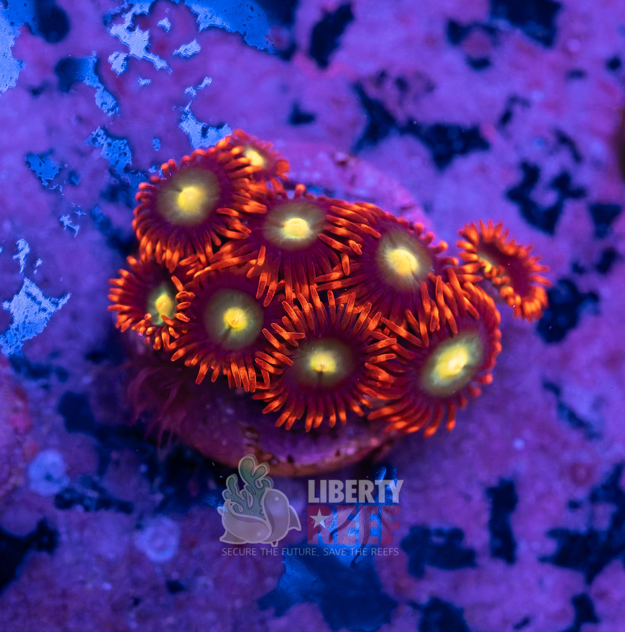 10/25 Online Auction