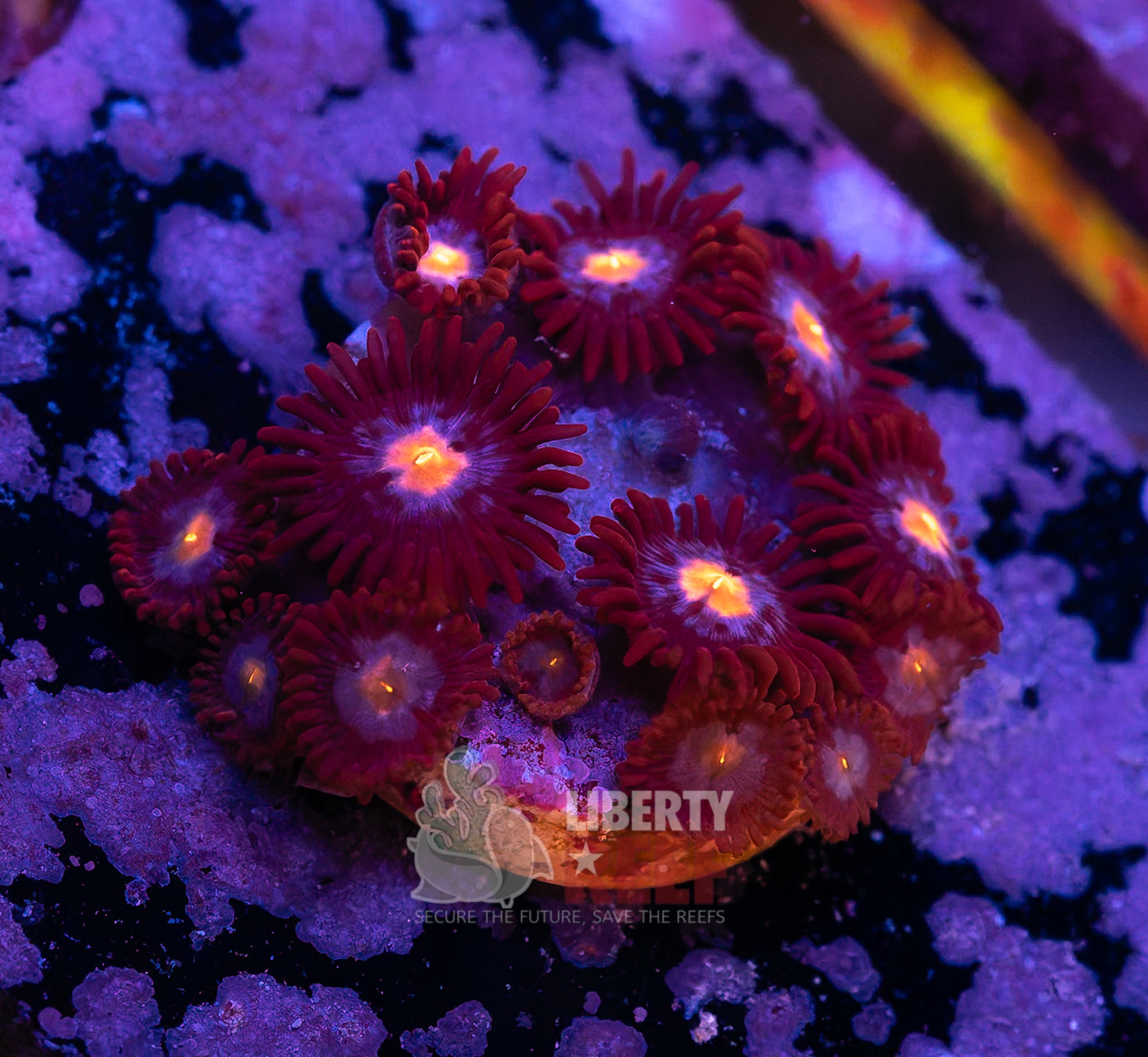 10/25 Online Auction