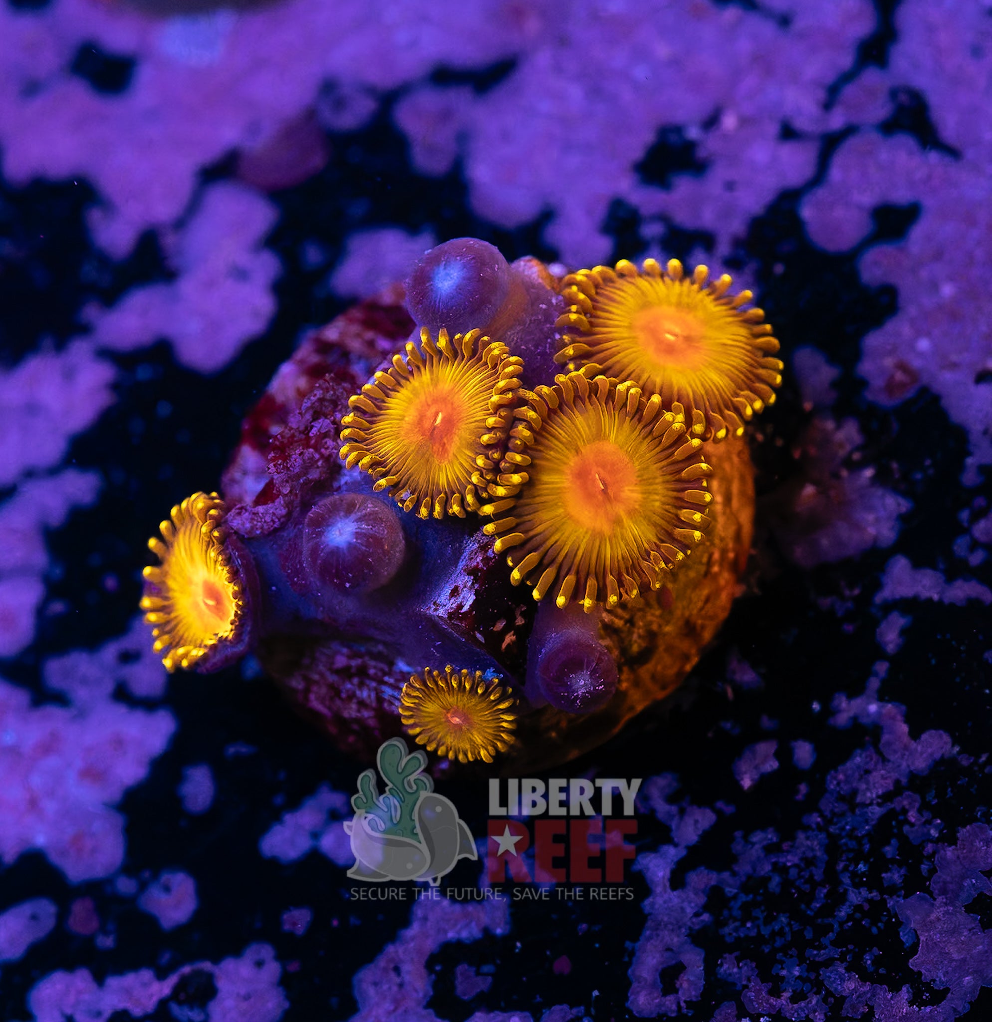 10/25 Online Auction