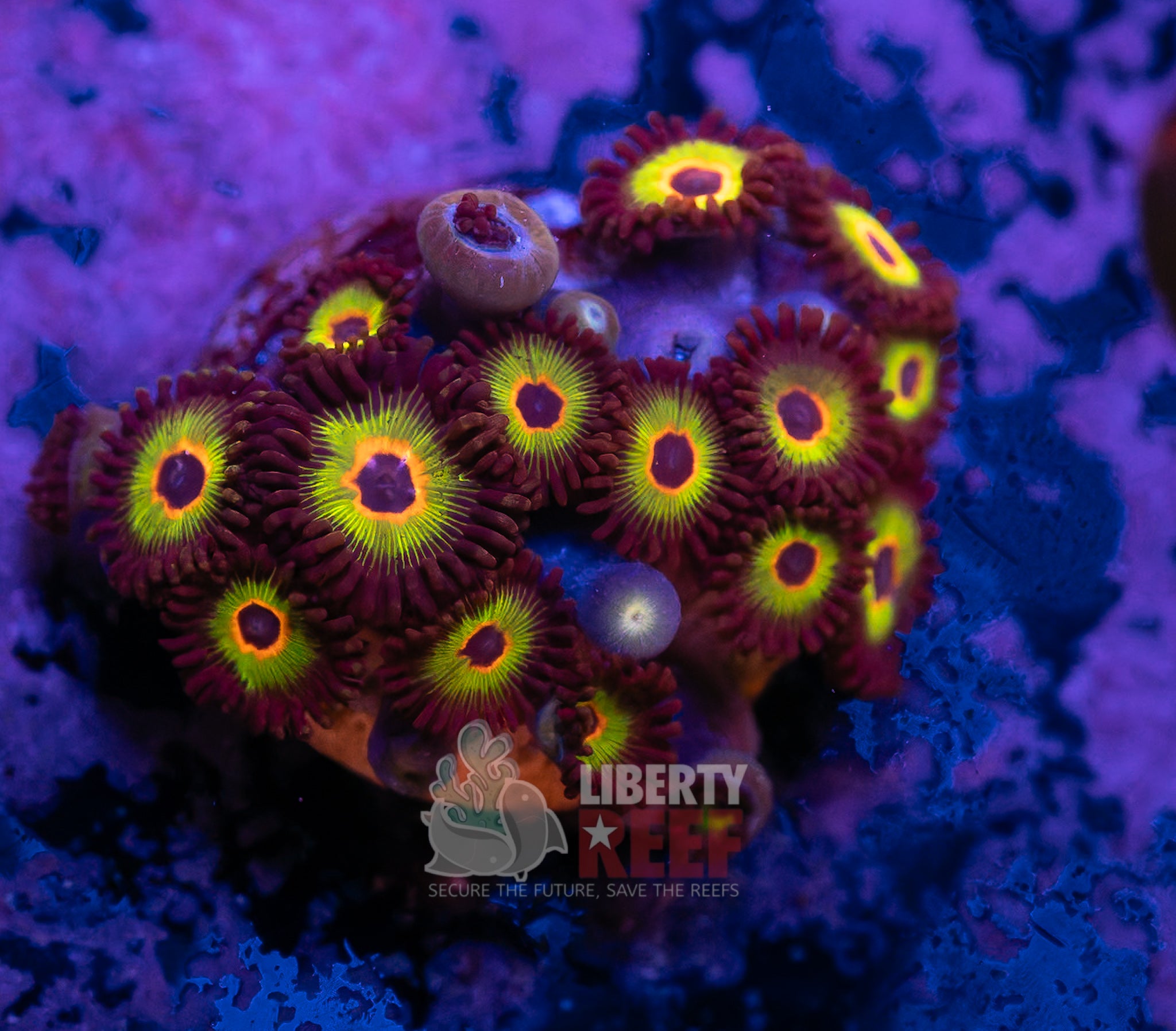 10/25 Online Auction