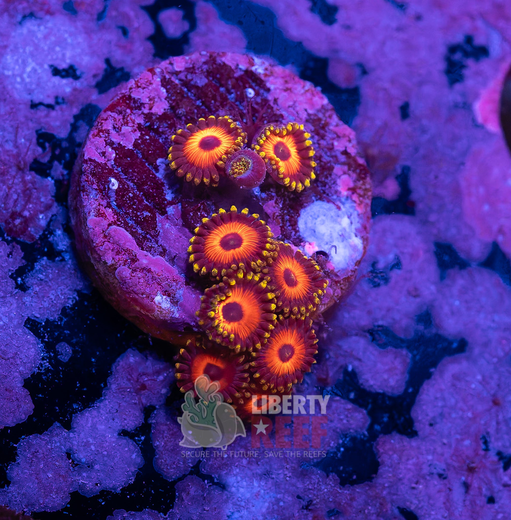 10/25 Online Auction