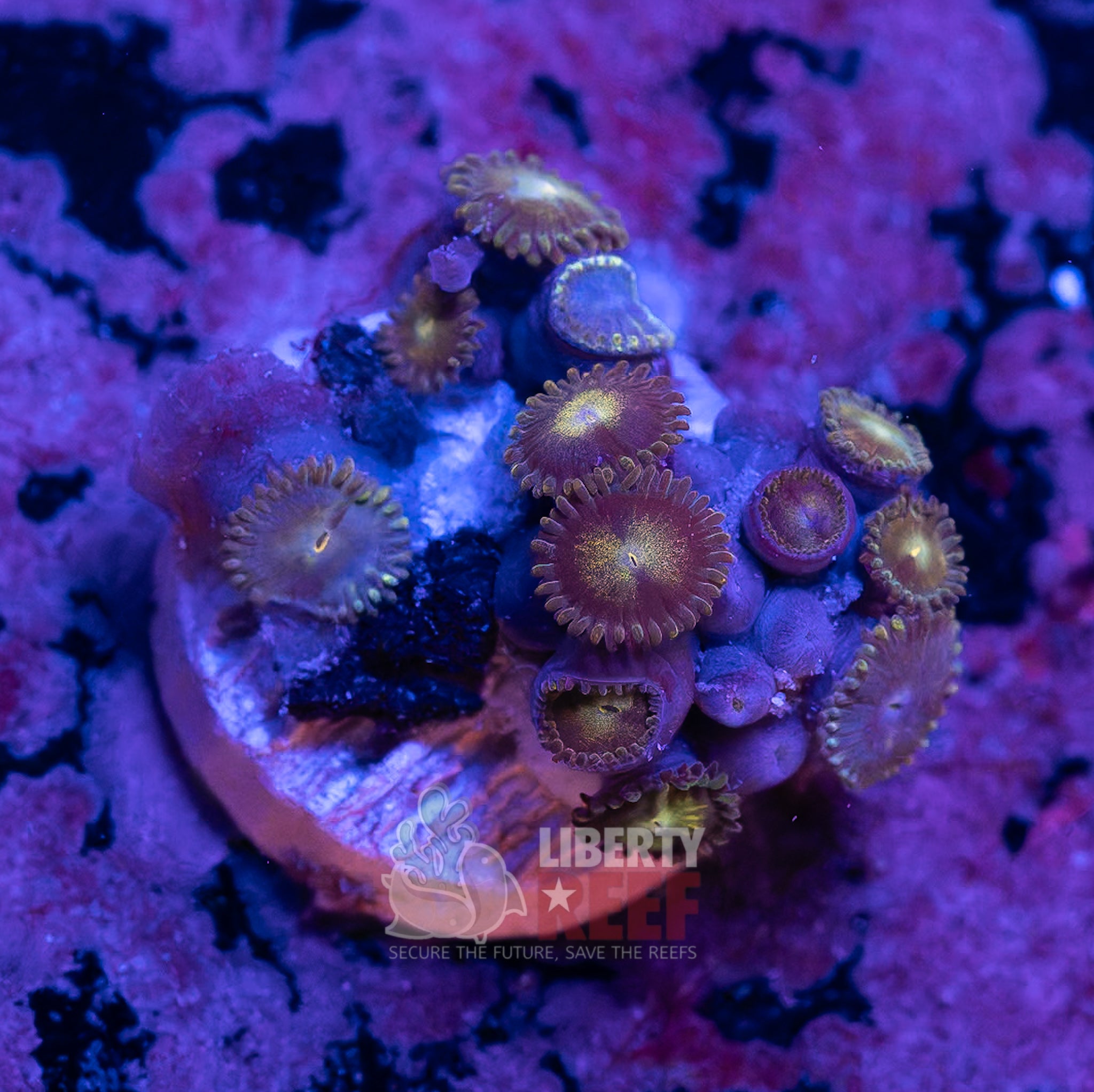 10/25 Online Auction