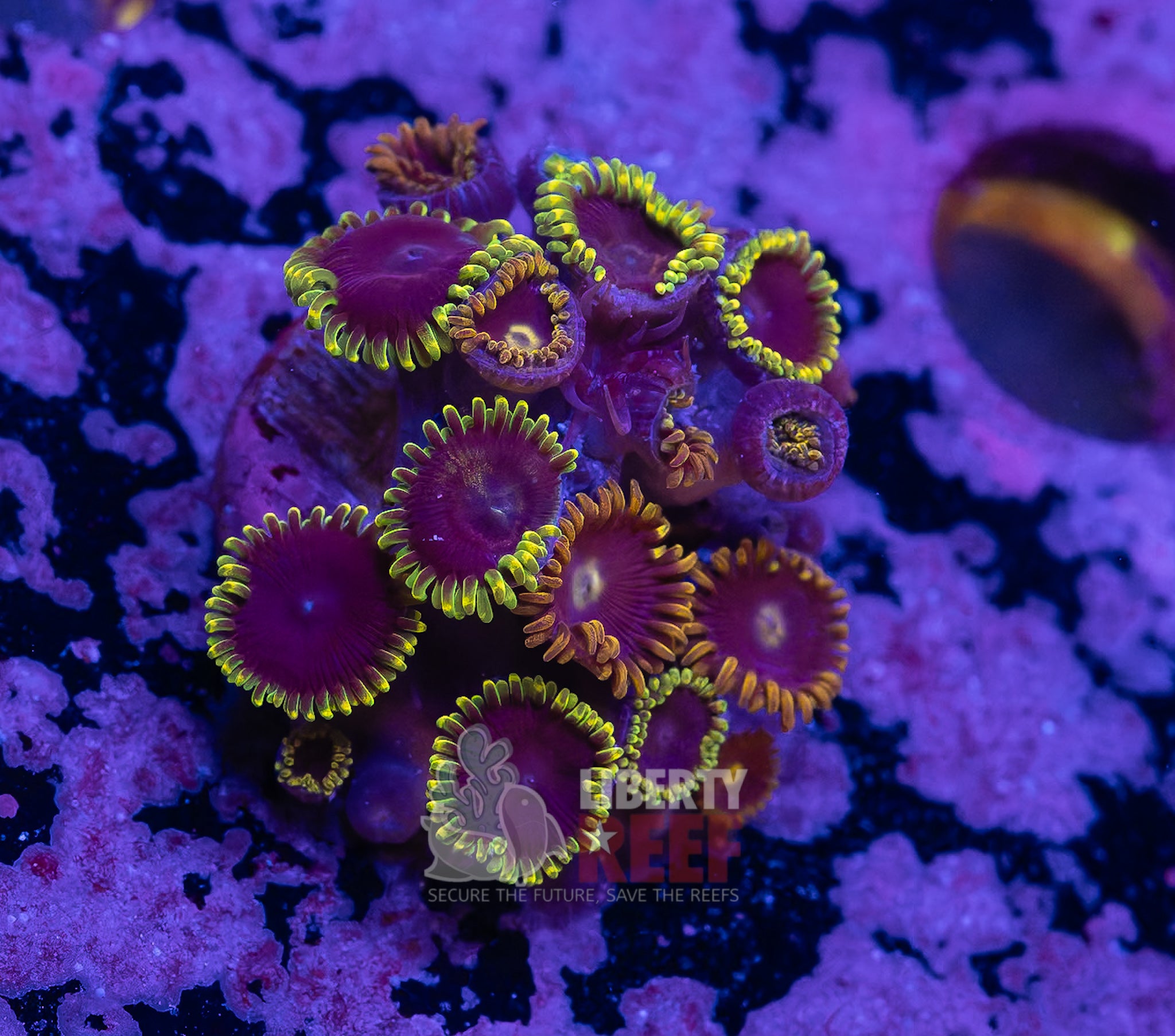 10/25 Online Auction