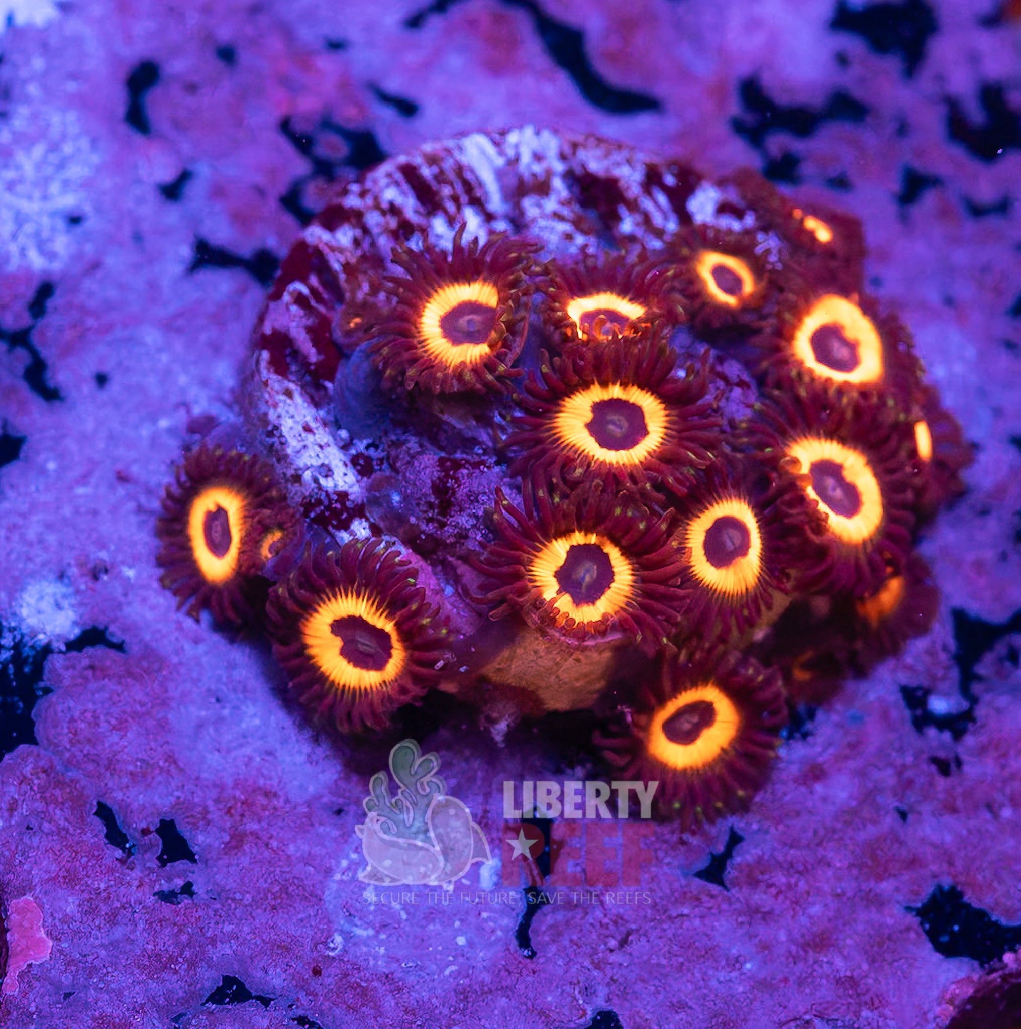 10/25 Online Auction