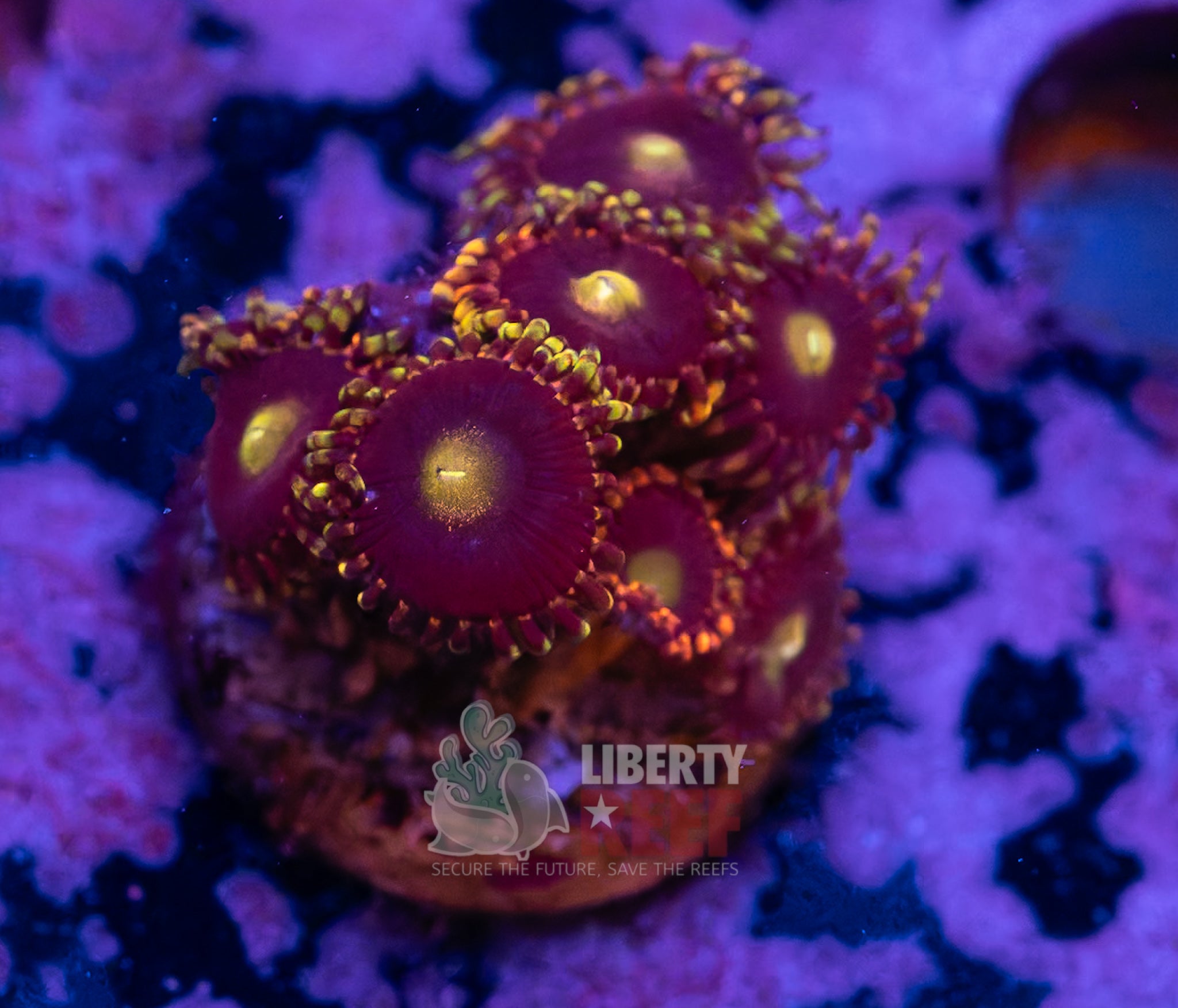 Big R Bozo Birthday Zoas