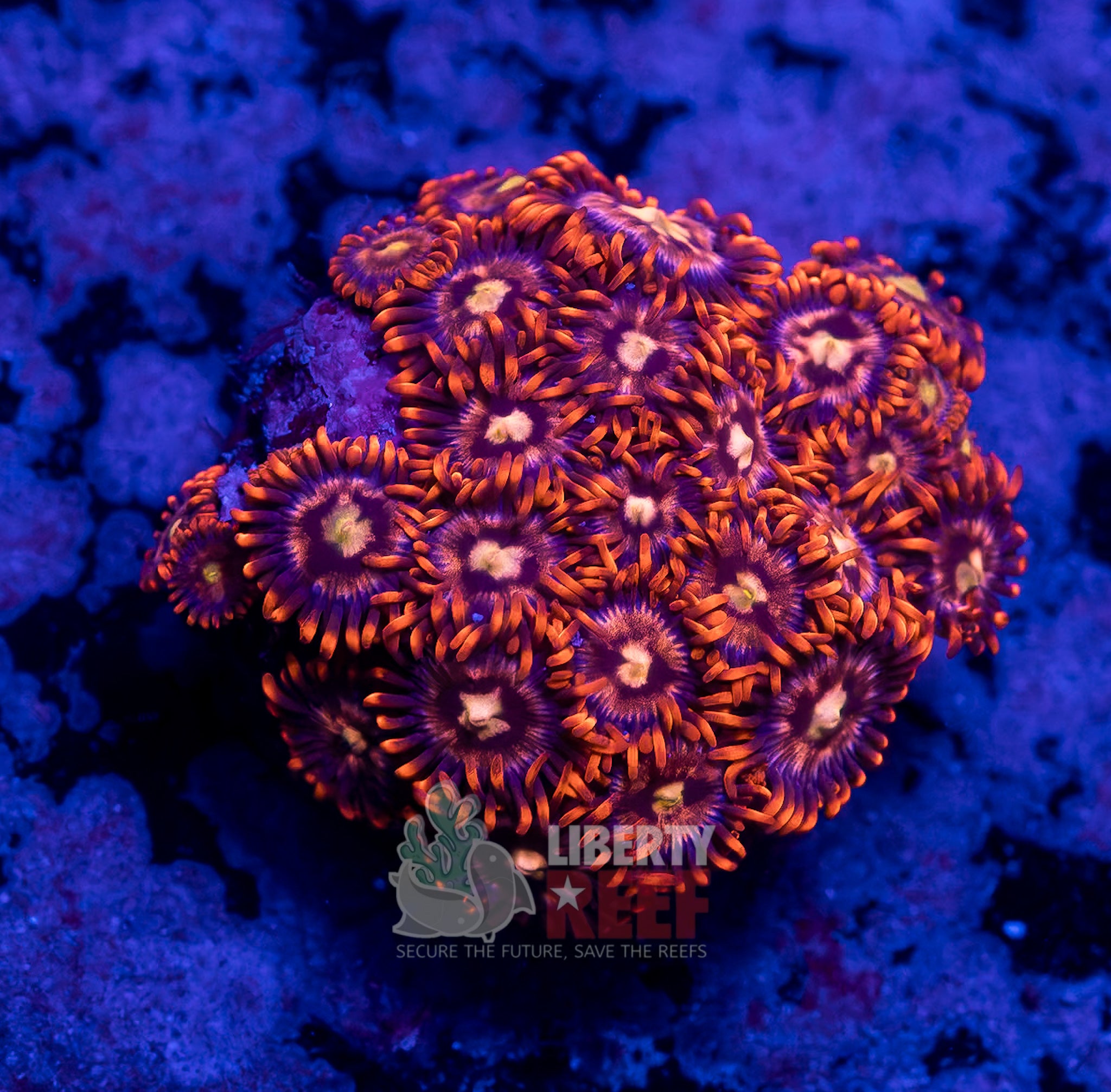 10/25 Online Auction