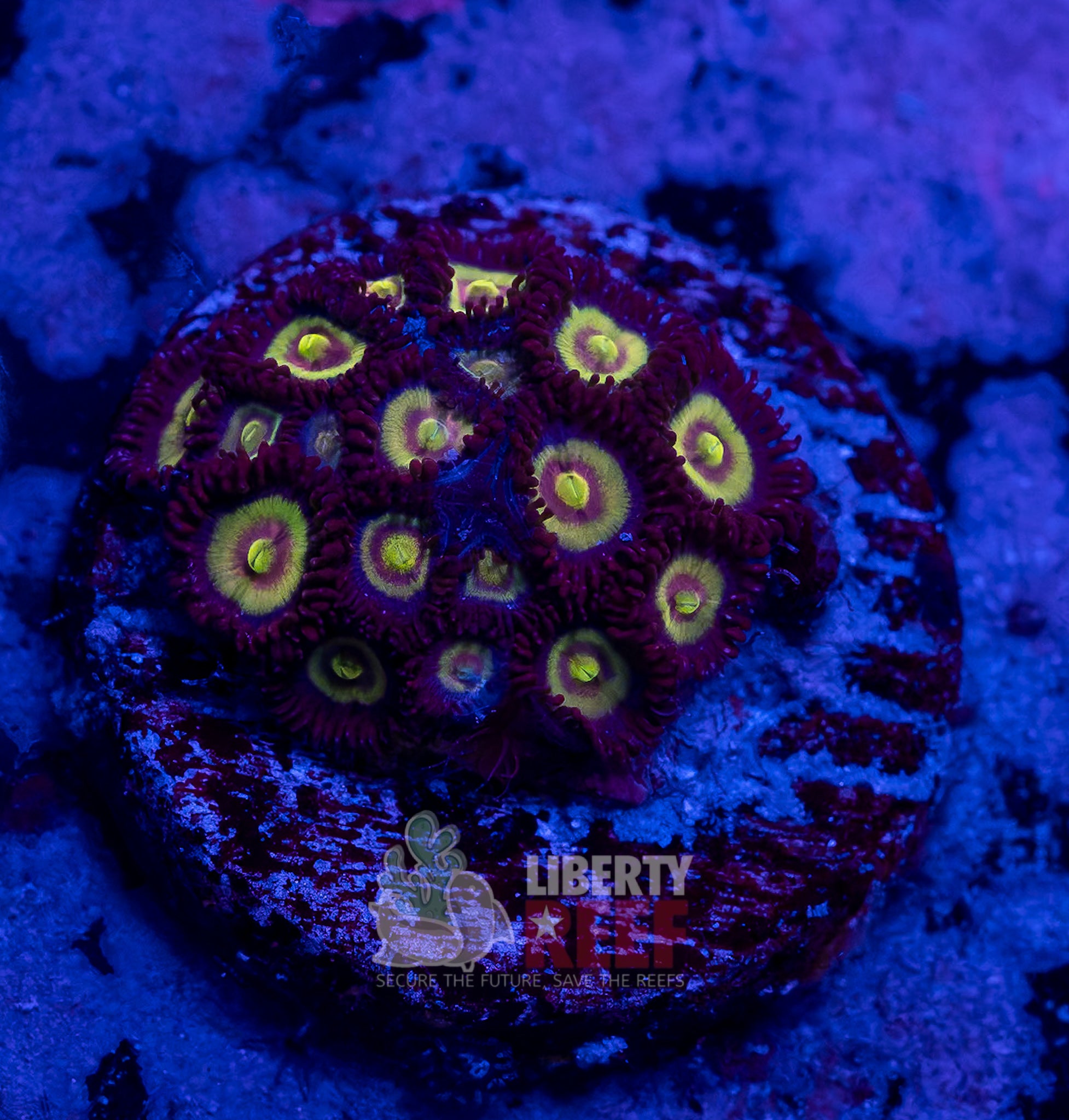 10/25 Online Auction