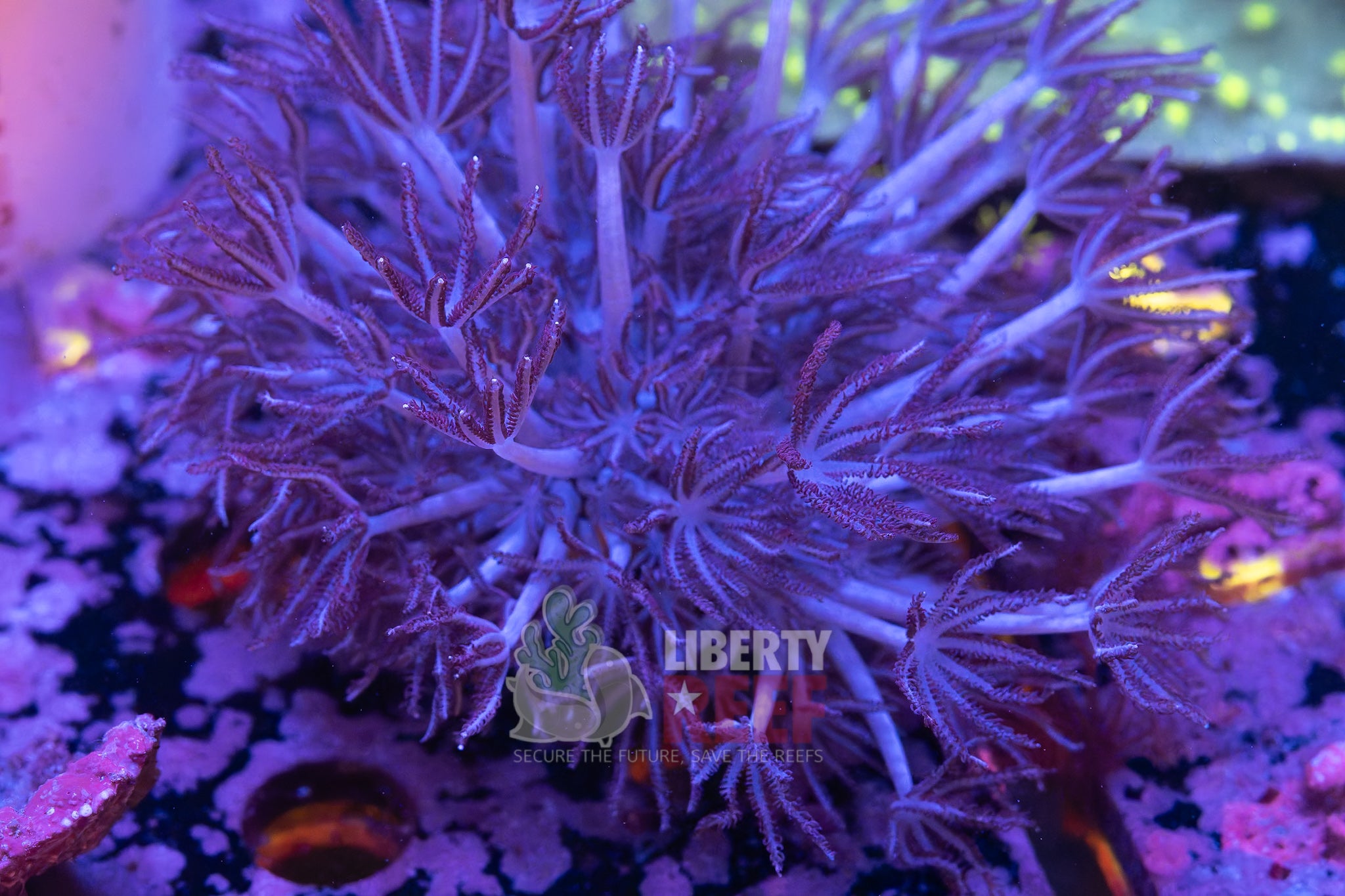 10/25 Online Auction