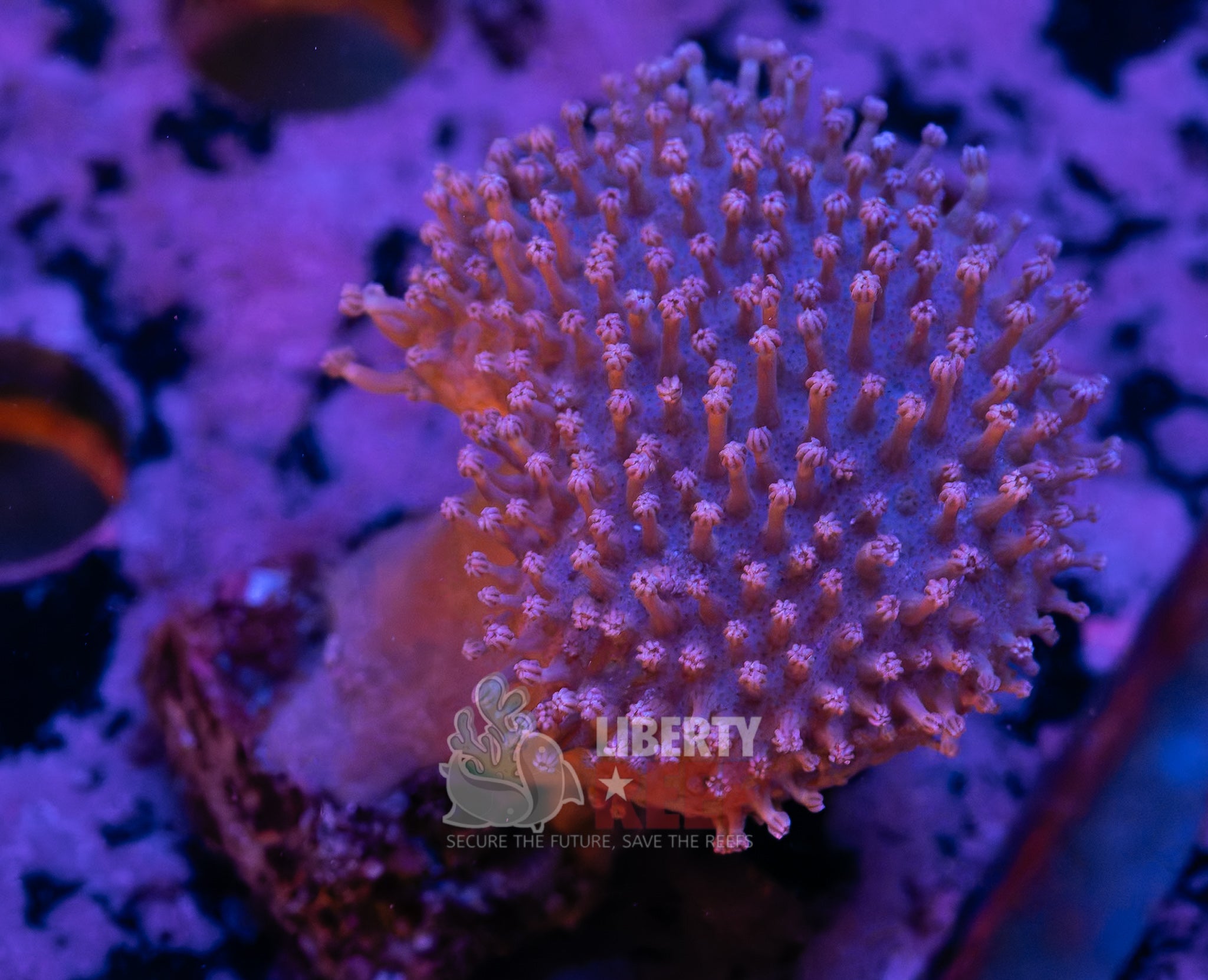 10/25 Online Auction