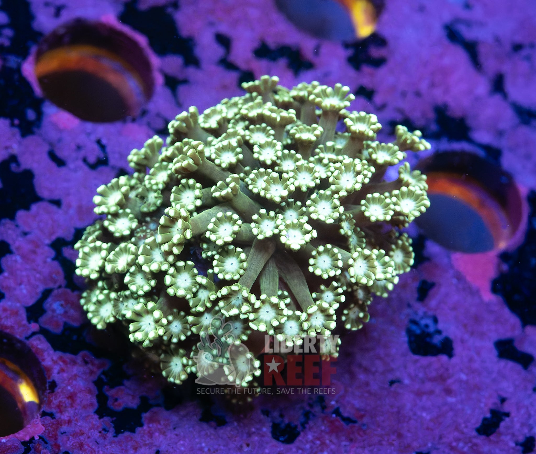 10/25 Online Auction