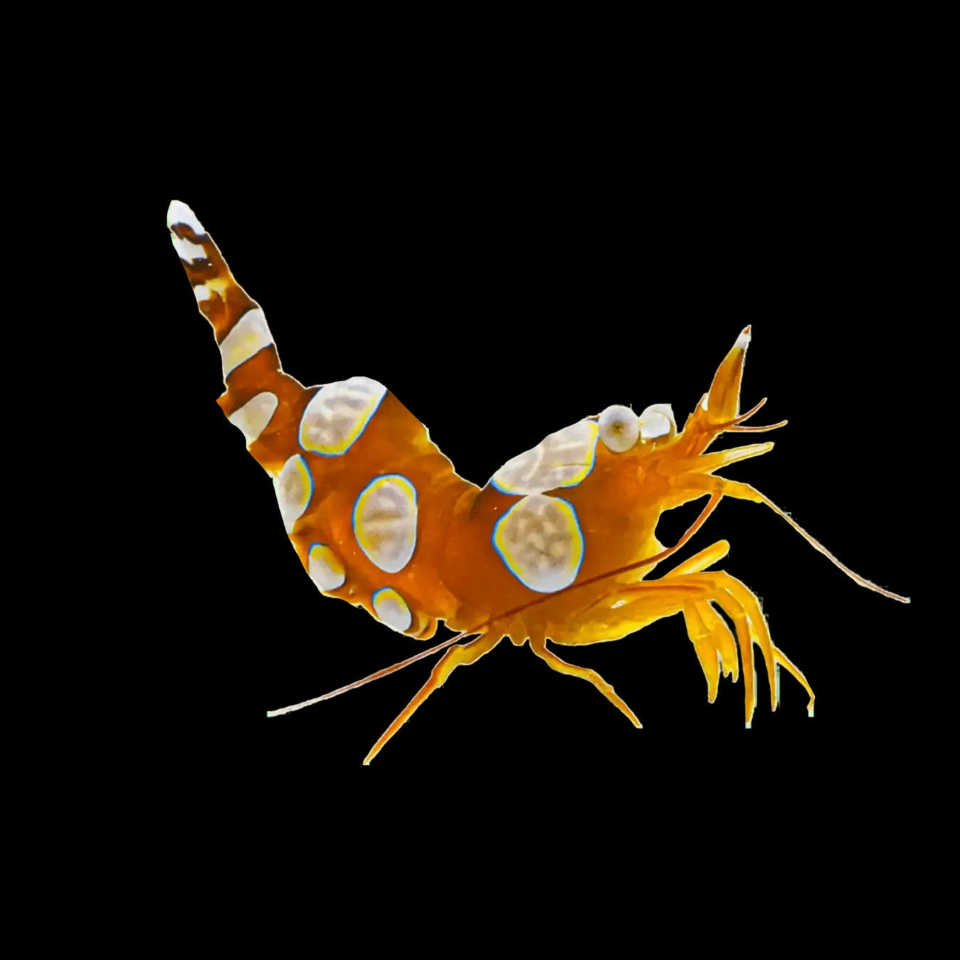 Sexy Shrimp