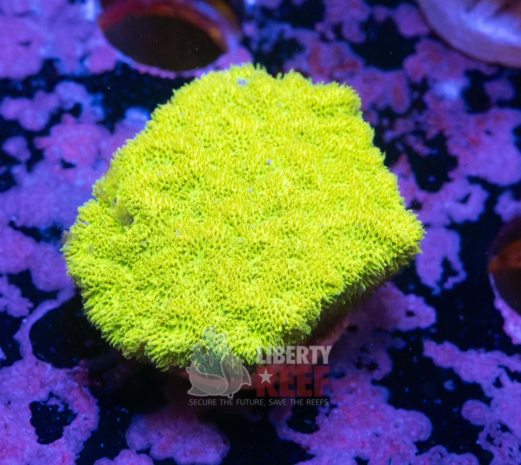 10/25 Online Auction