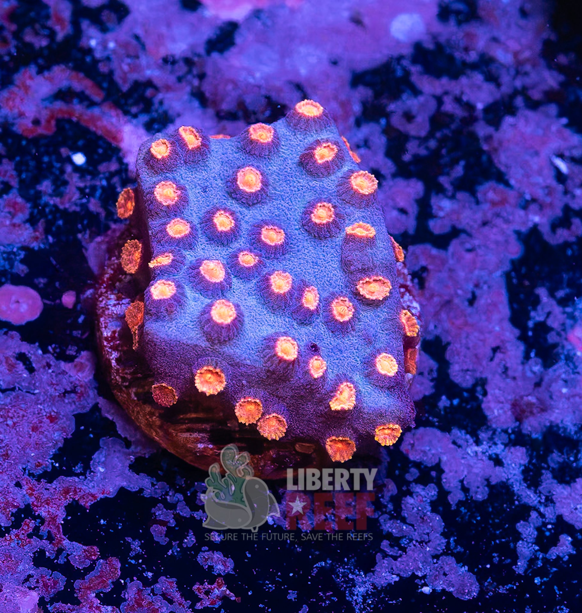 Alien Eyes Cyphastrea