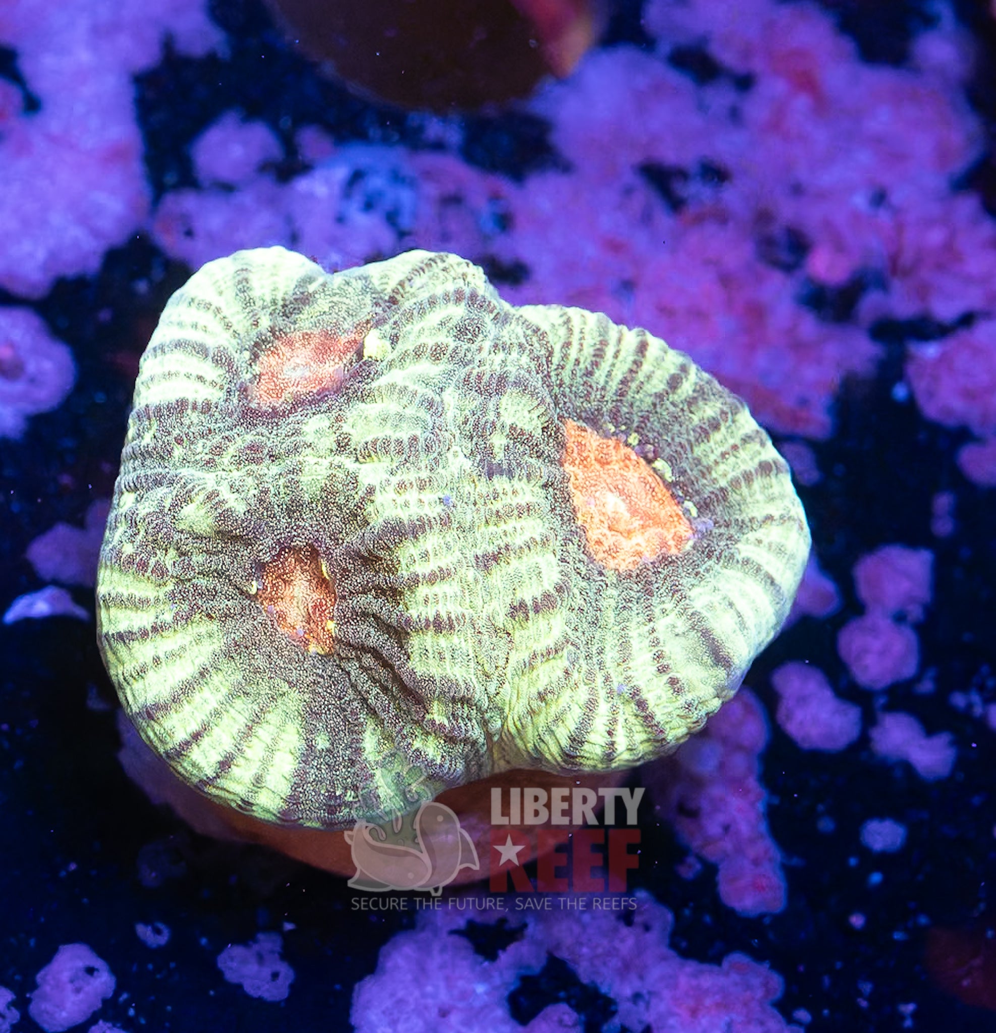 10/25 Online Auction