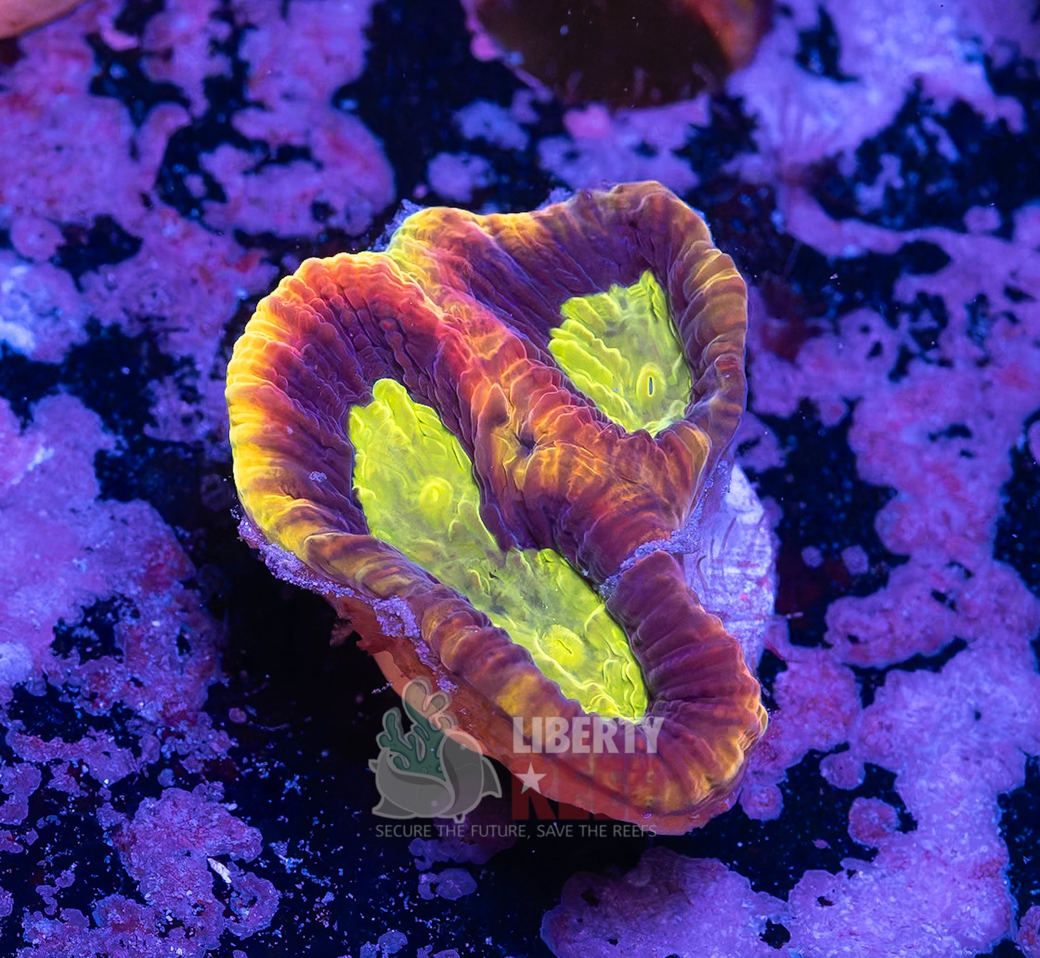 10/25 Online Auction