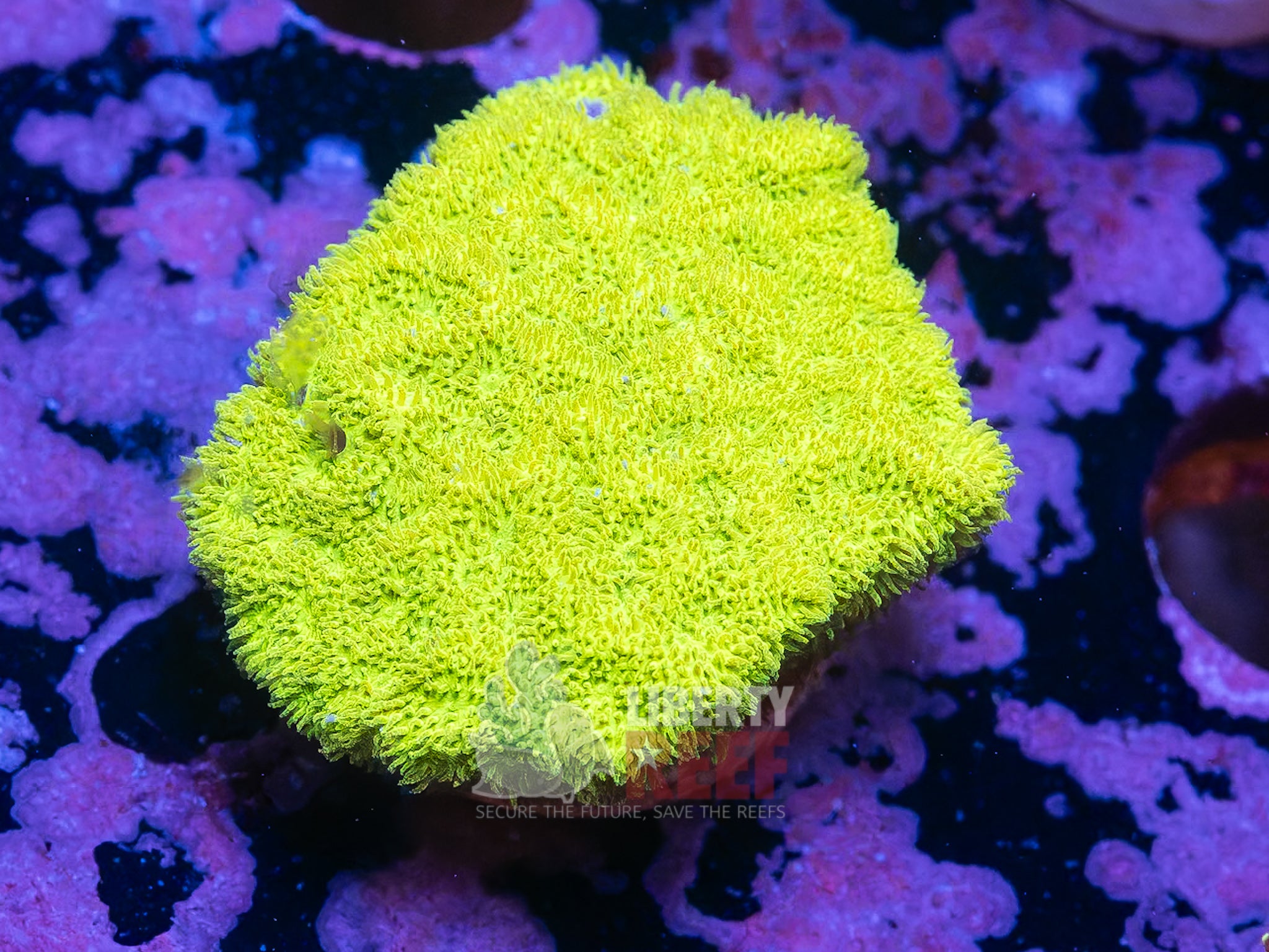 10/25 Online Auction