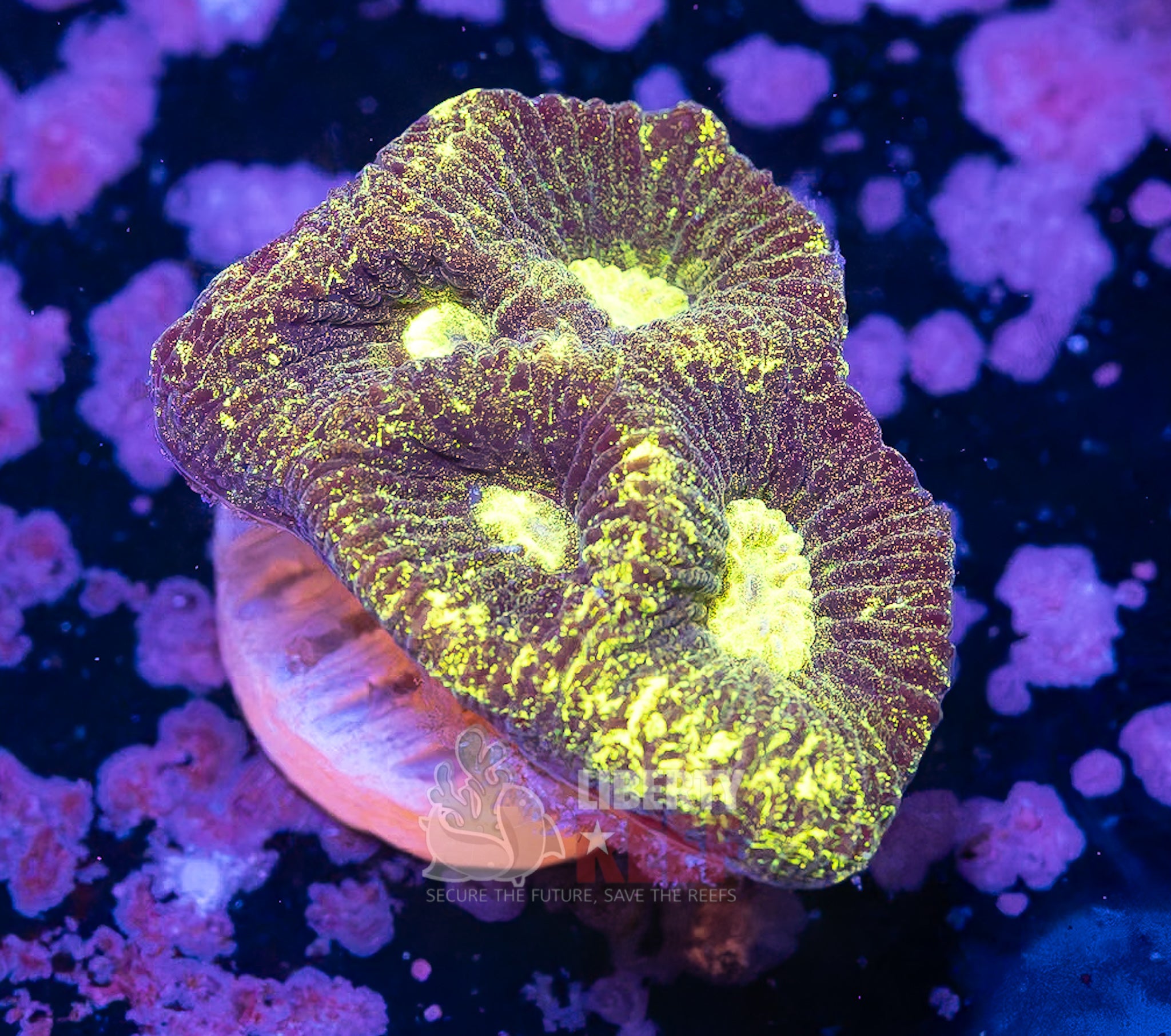 10/25 Online Auction