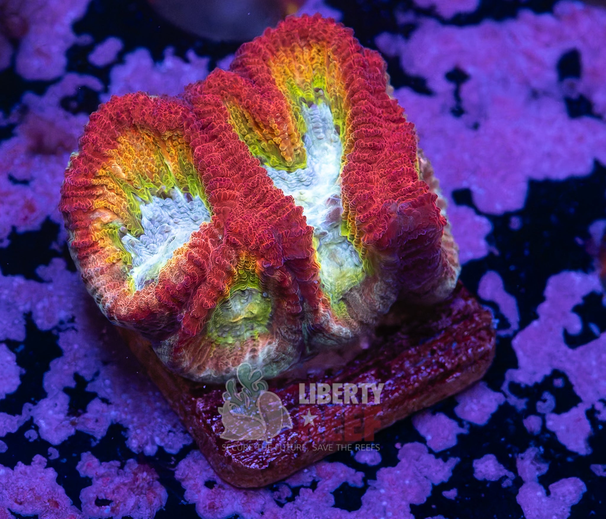 10/25 Online Auction