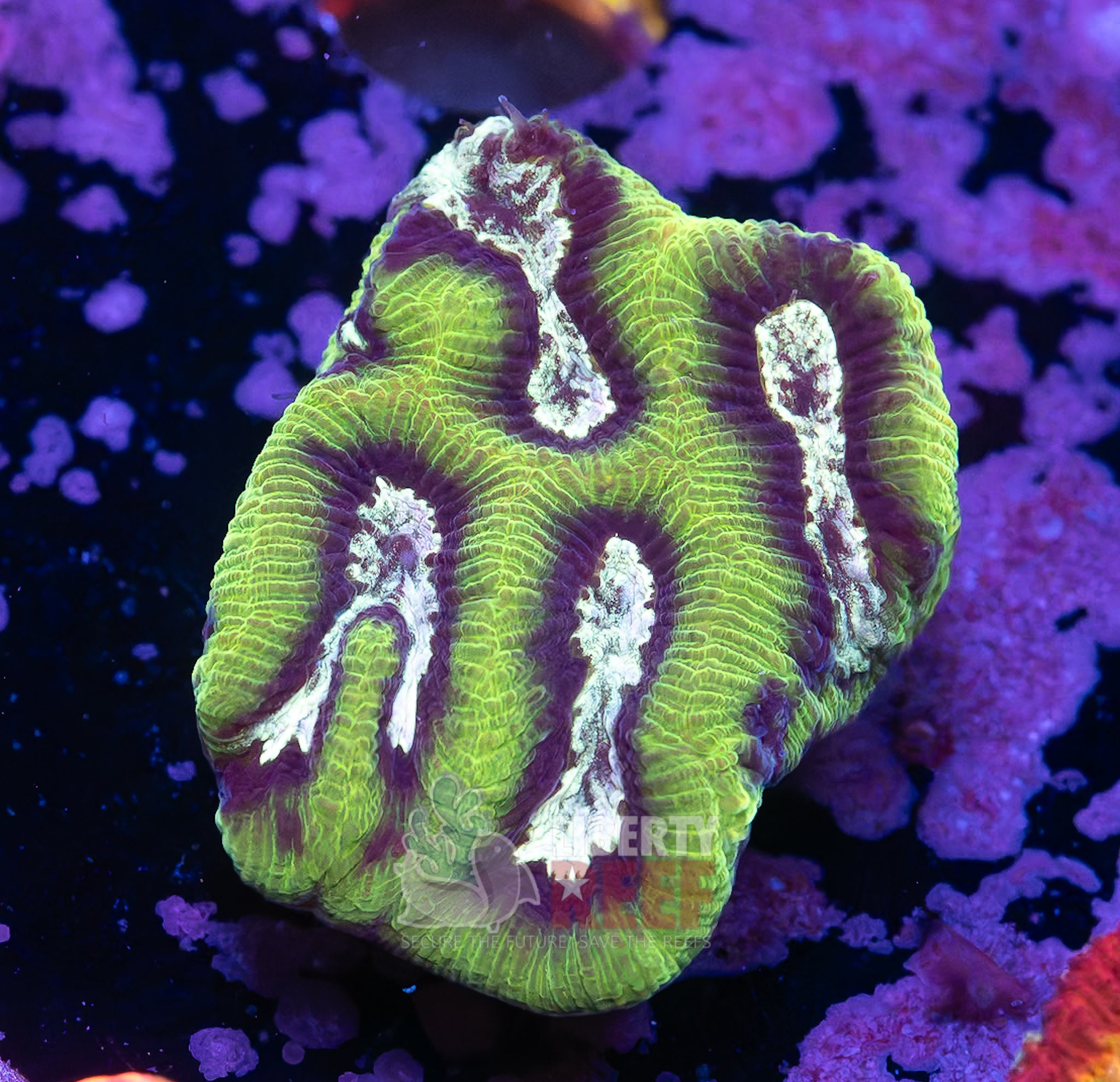 10/25 Online Auction