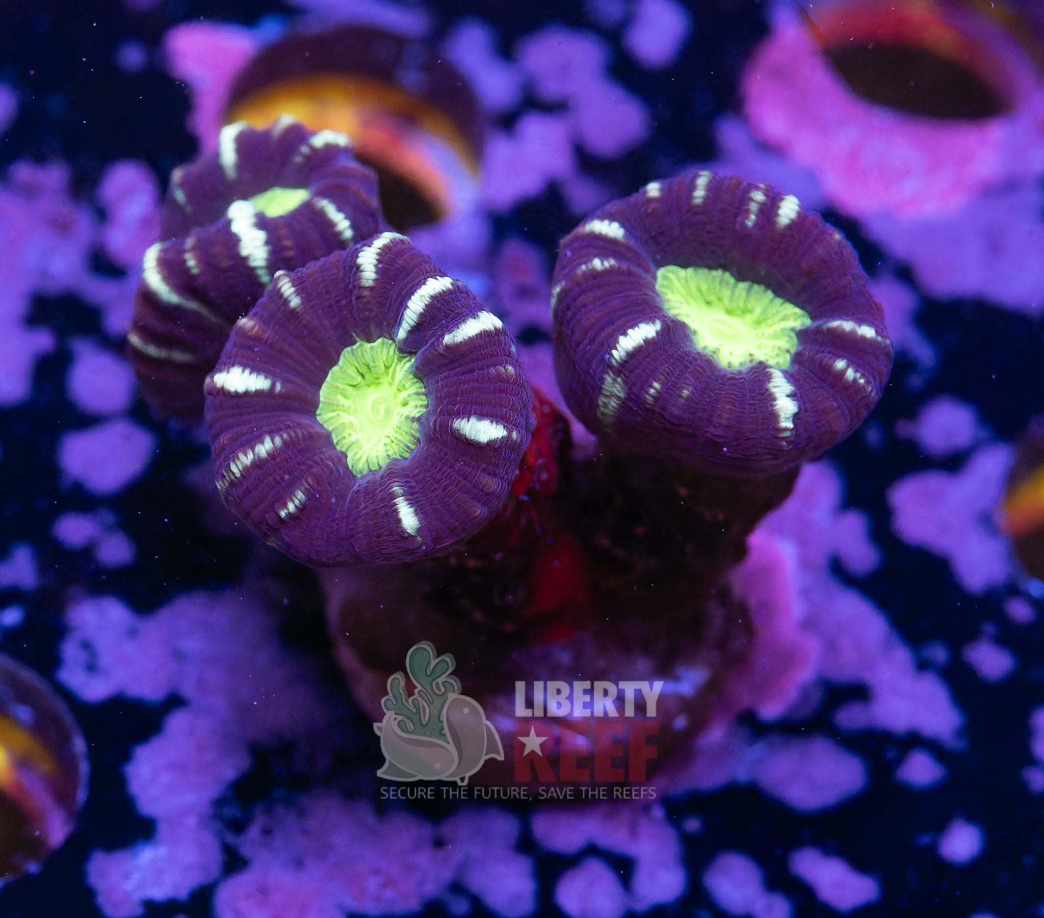 Alien Eye Candy Cane