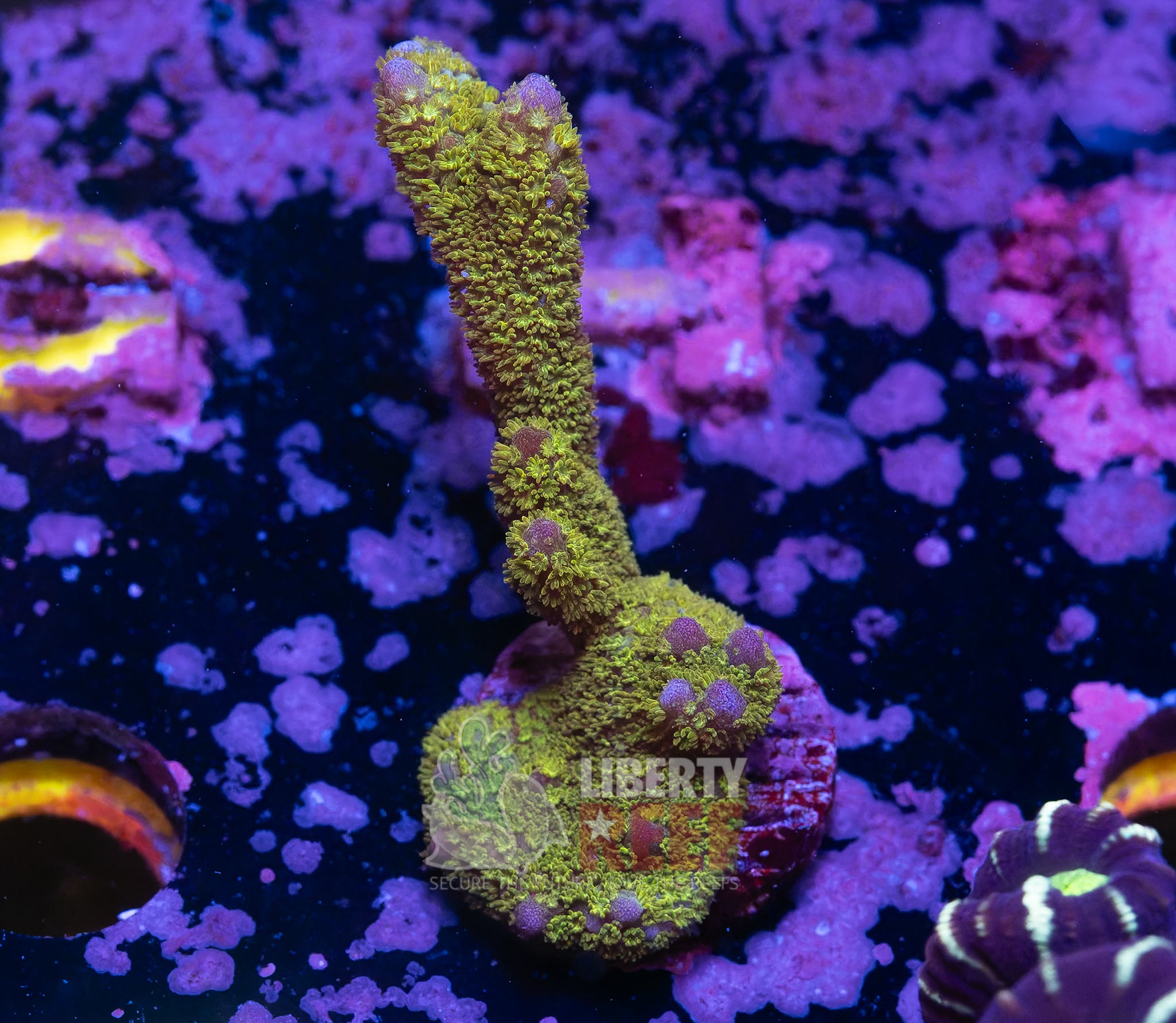 10/25 Online Auction