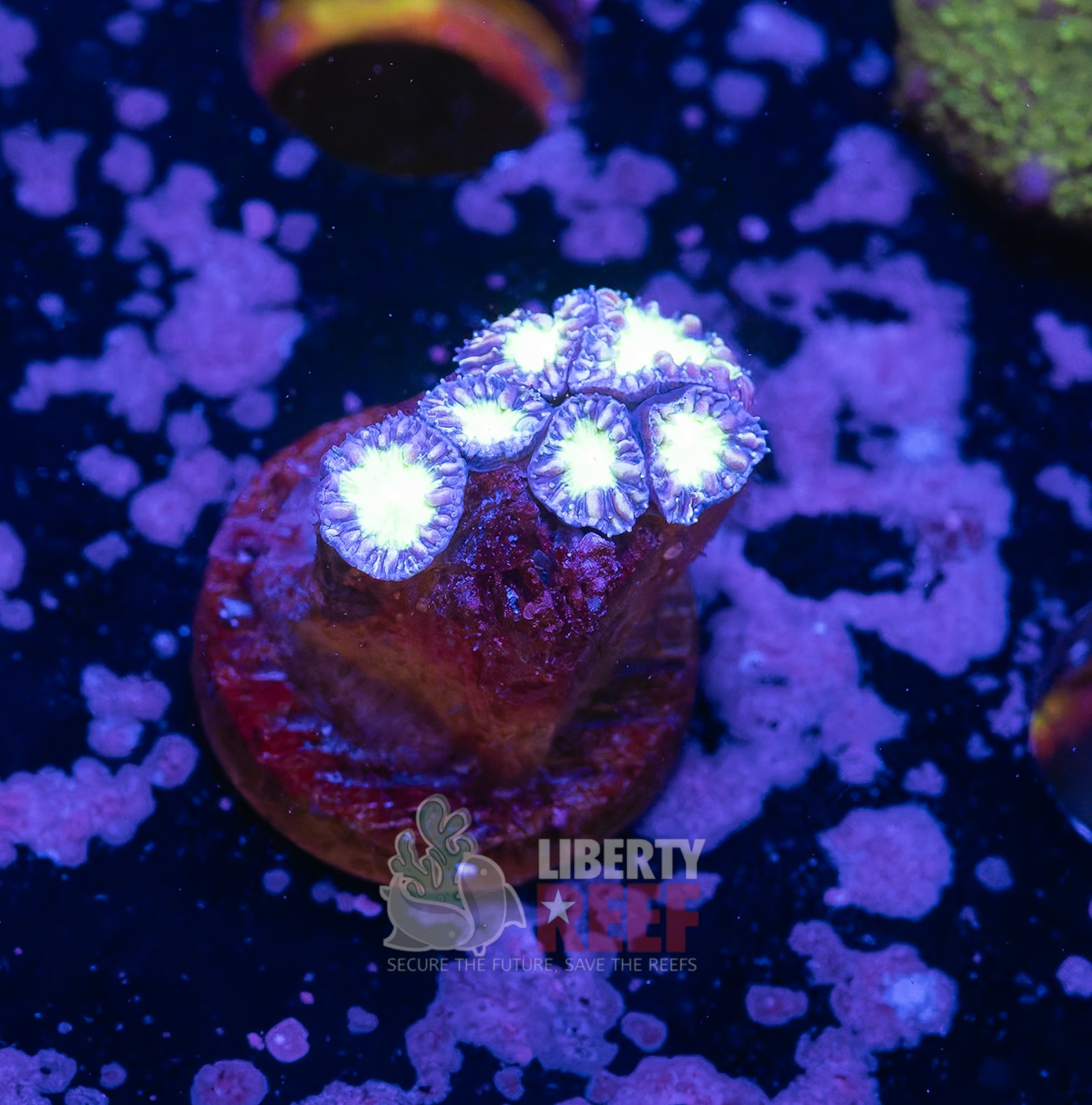 10/25 Online Auction