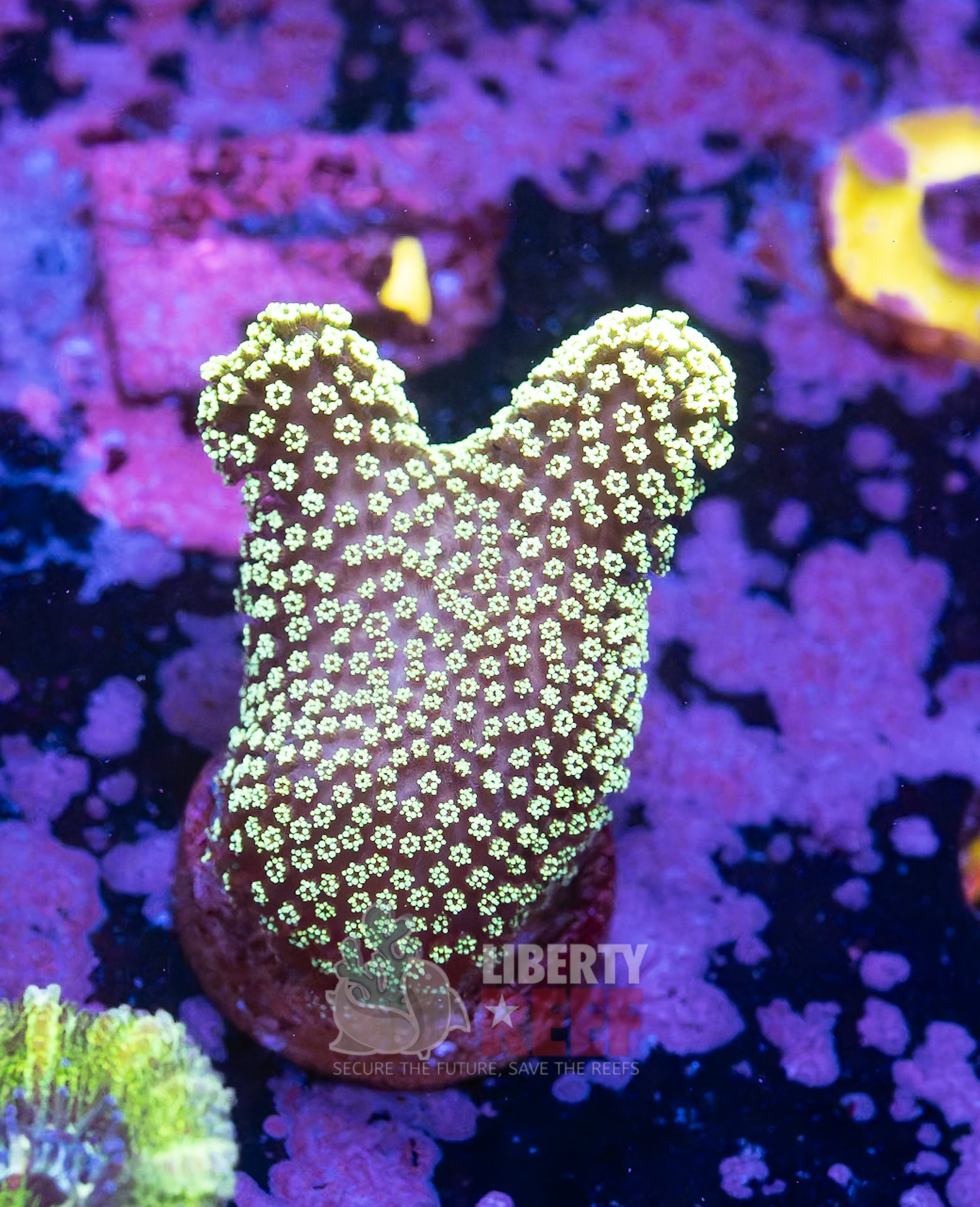 10/25 Online Auction