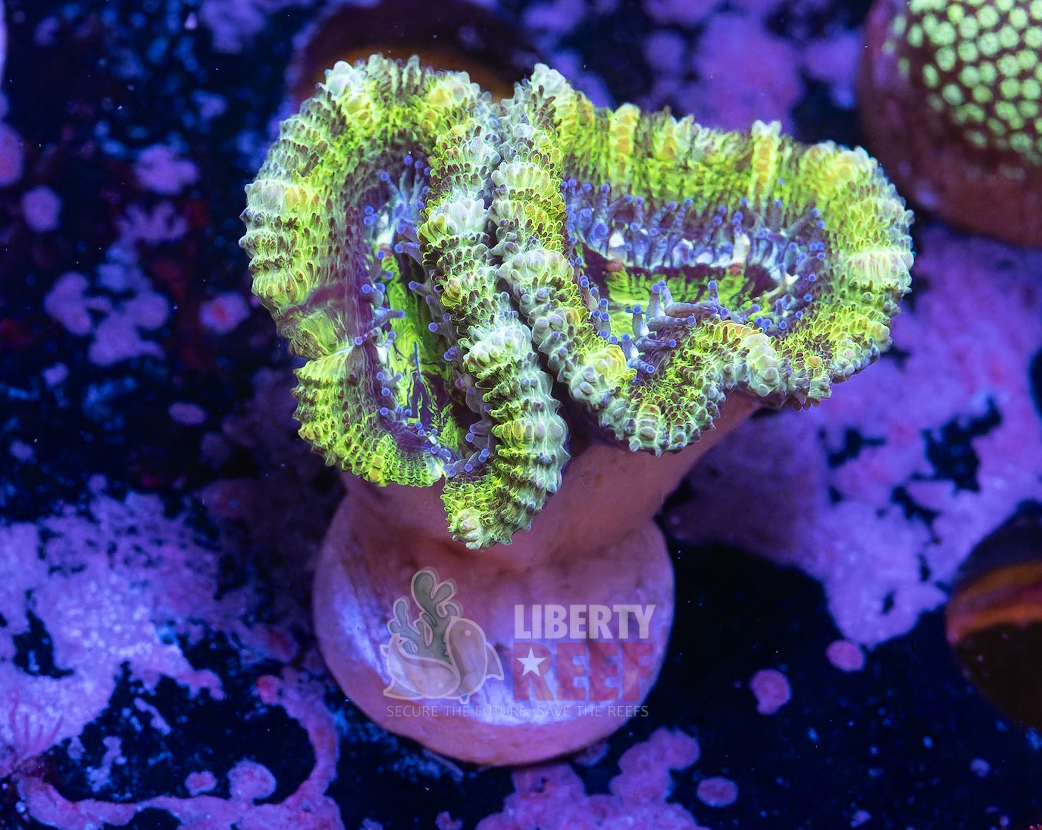 10/25 Online Auction