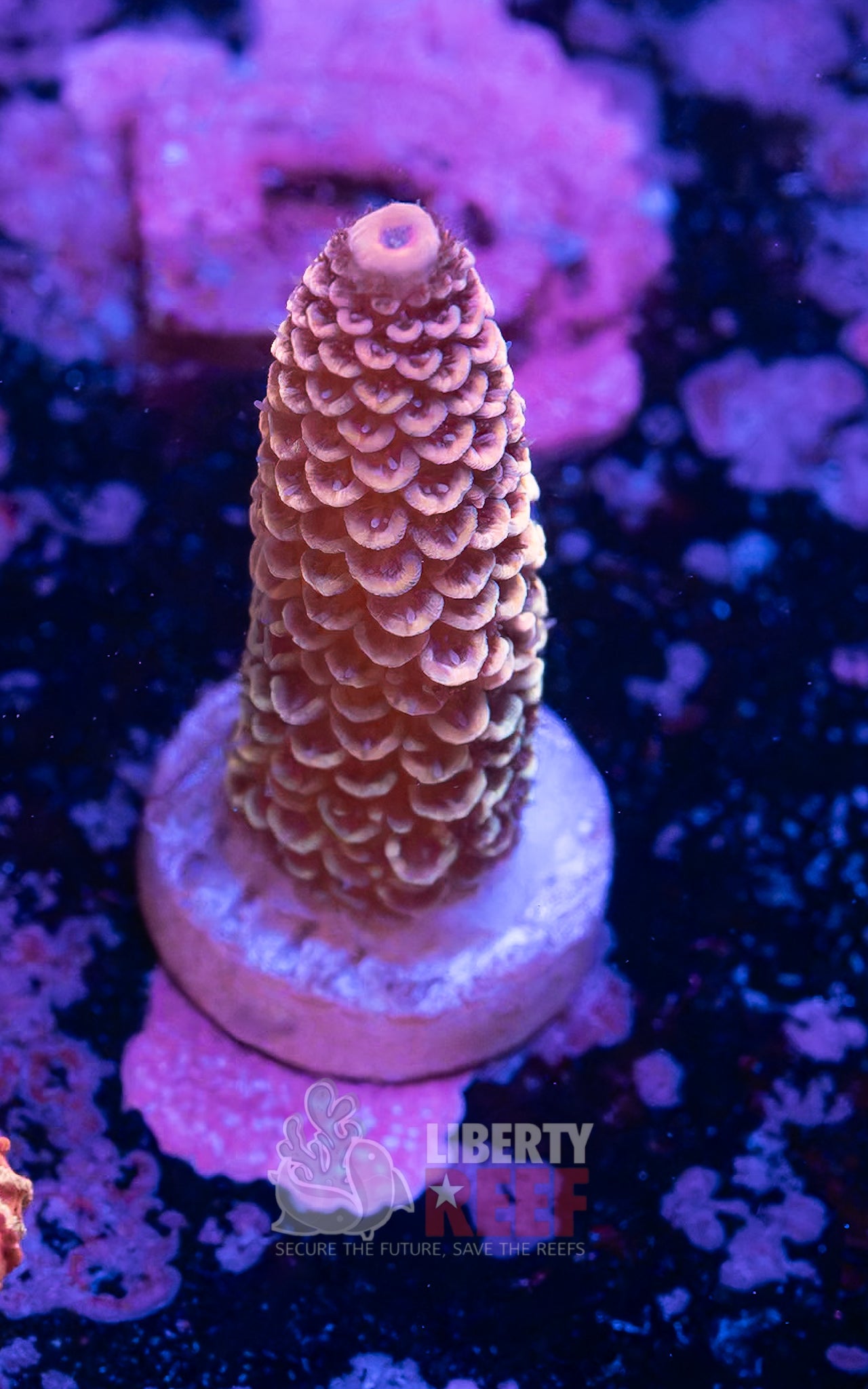 10/25 Online Auction