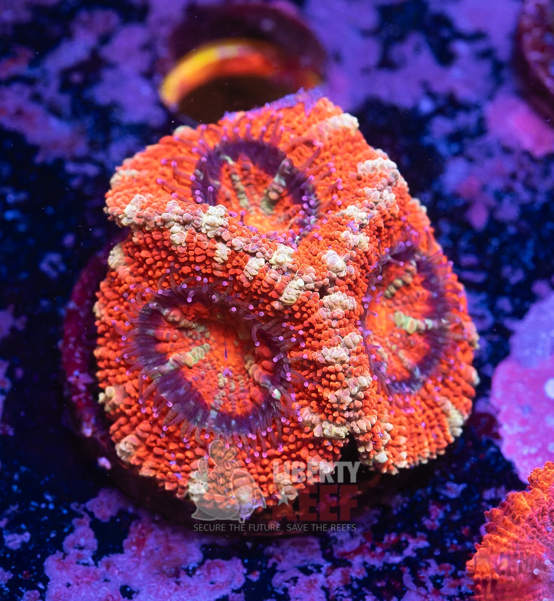 10/25 Online Auction