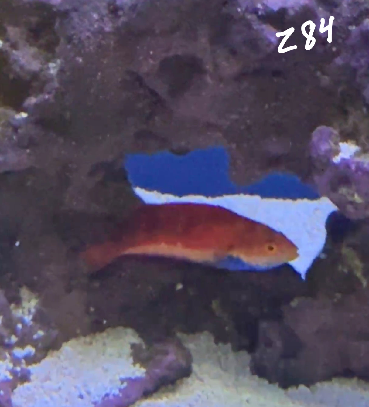 Facebook Live Auction 11/1