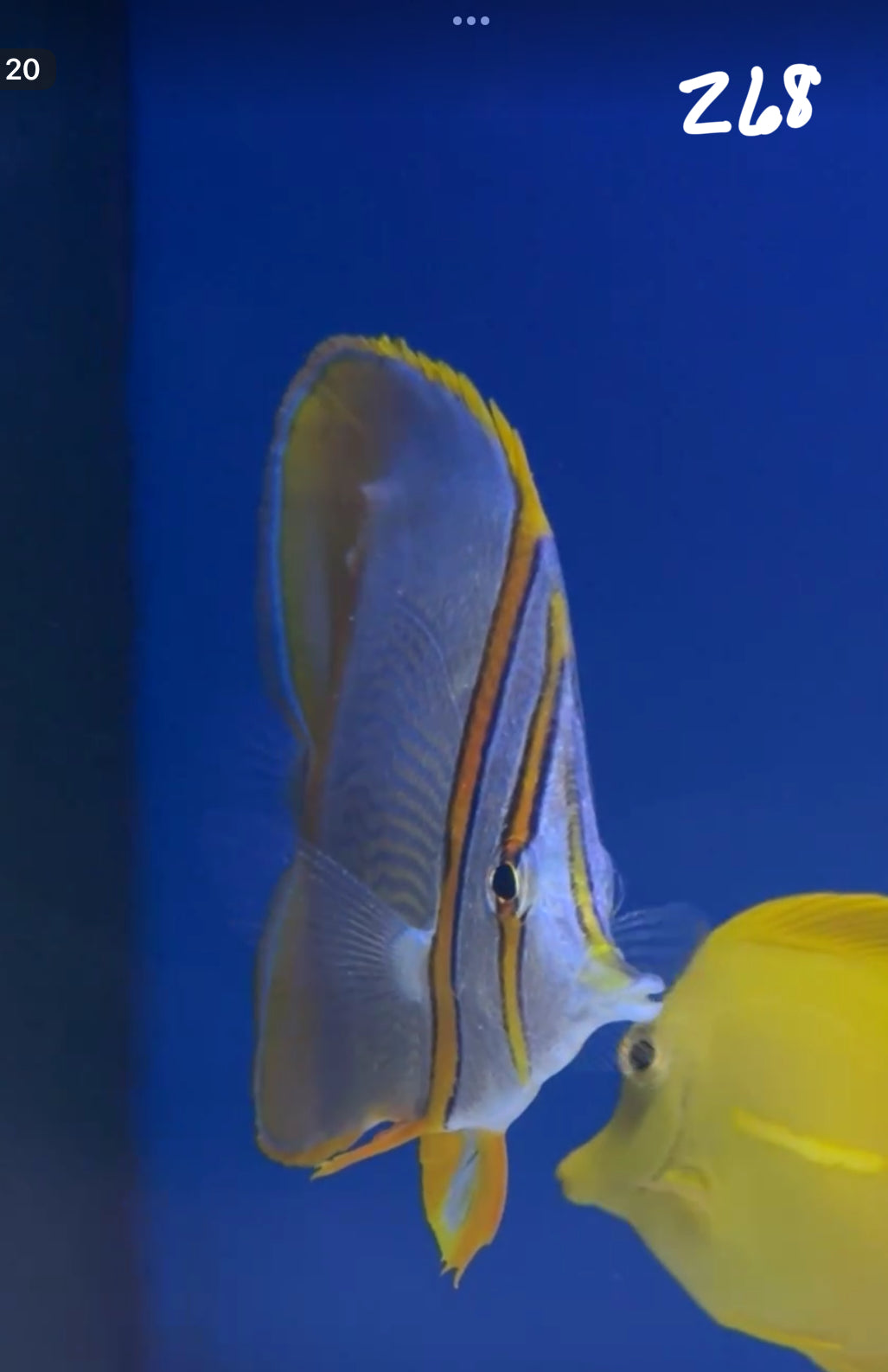 Facebook Live Auction 11/1