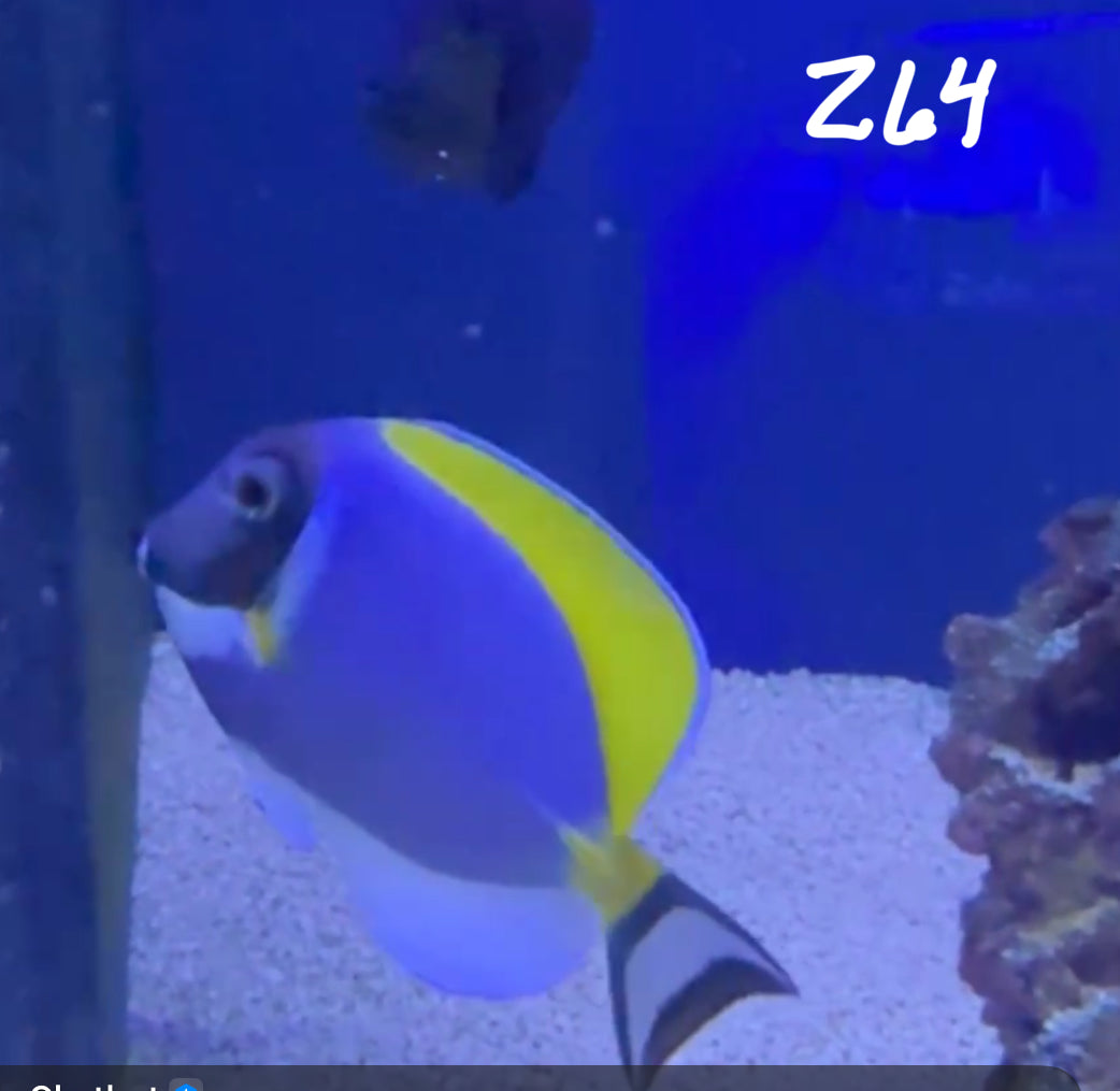 Facebook Live Auction 11/1