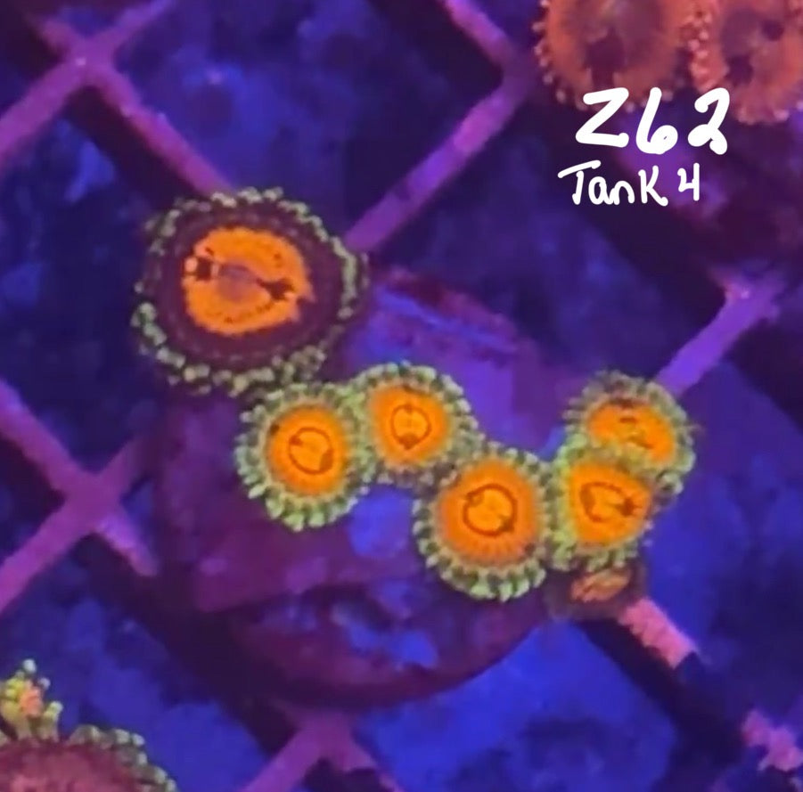 Facebook Live Auction 11/1